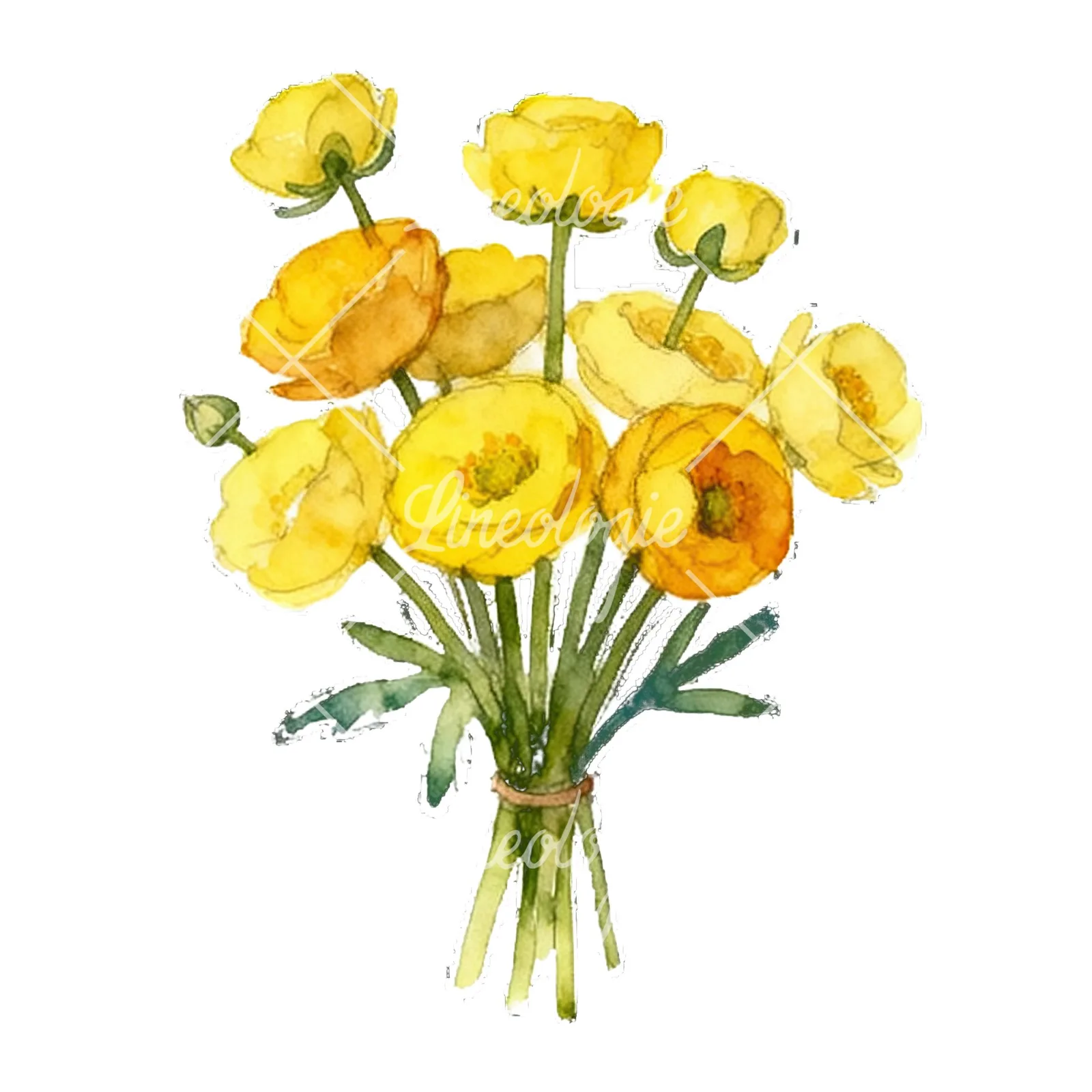 Watercolor yellow buttercup bouquet clipart 3 of 9 on a white background (JPG)