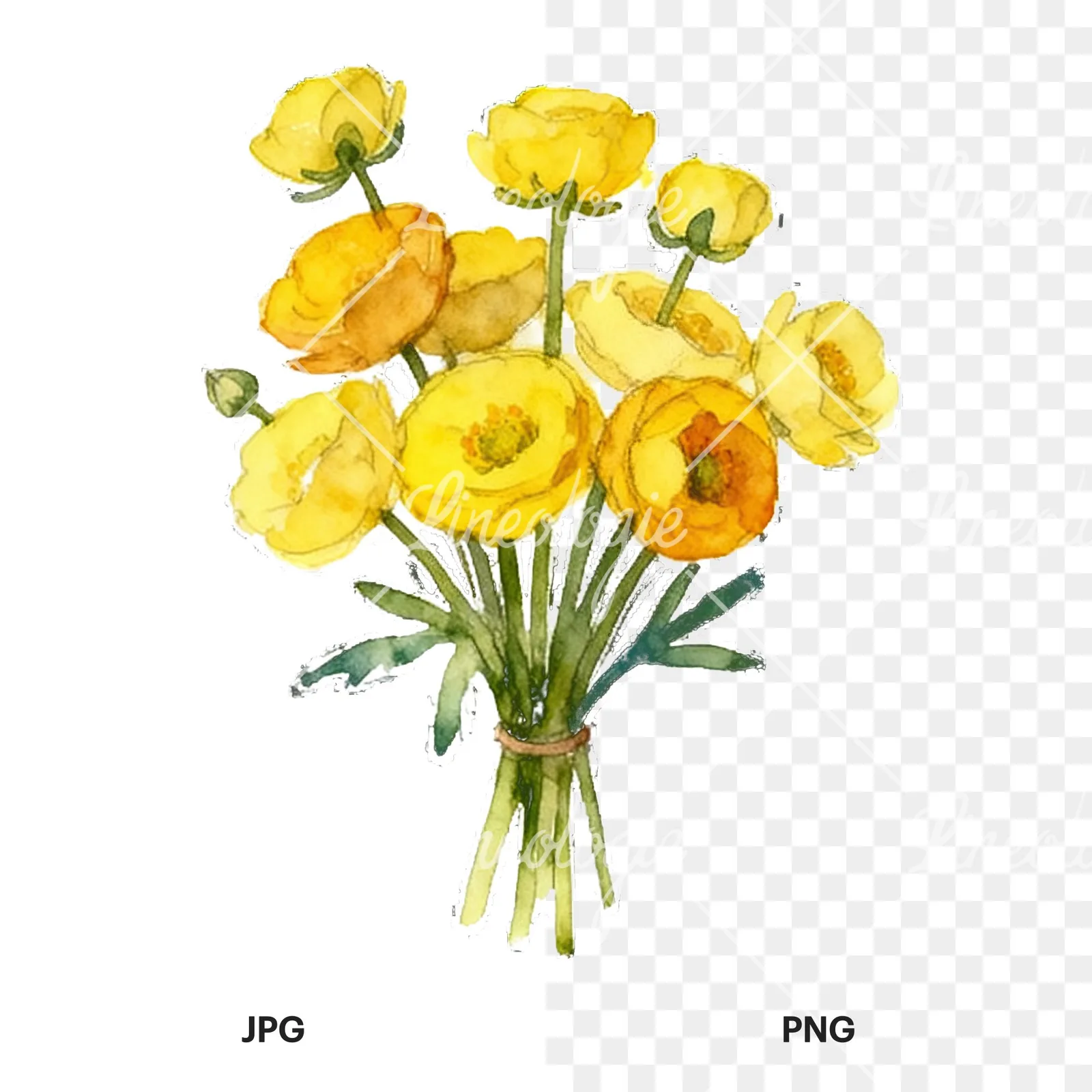 Watercolor yellow buttercup bouquet clipart 3 of 9, as a JPG on white and a transparent PNG