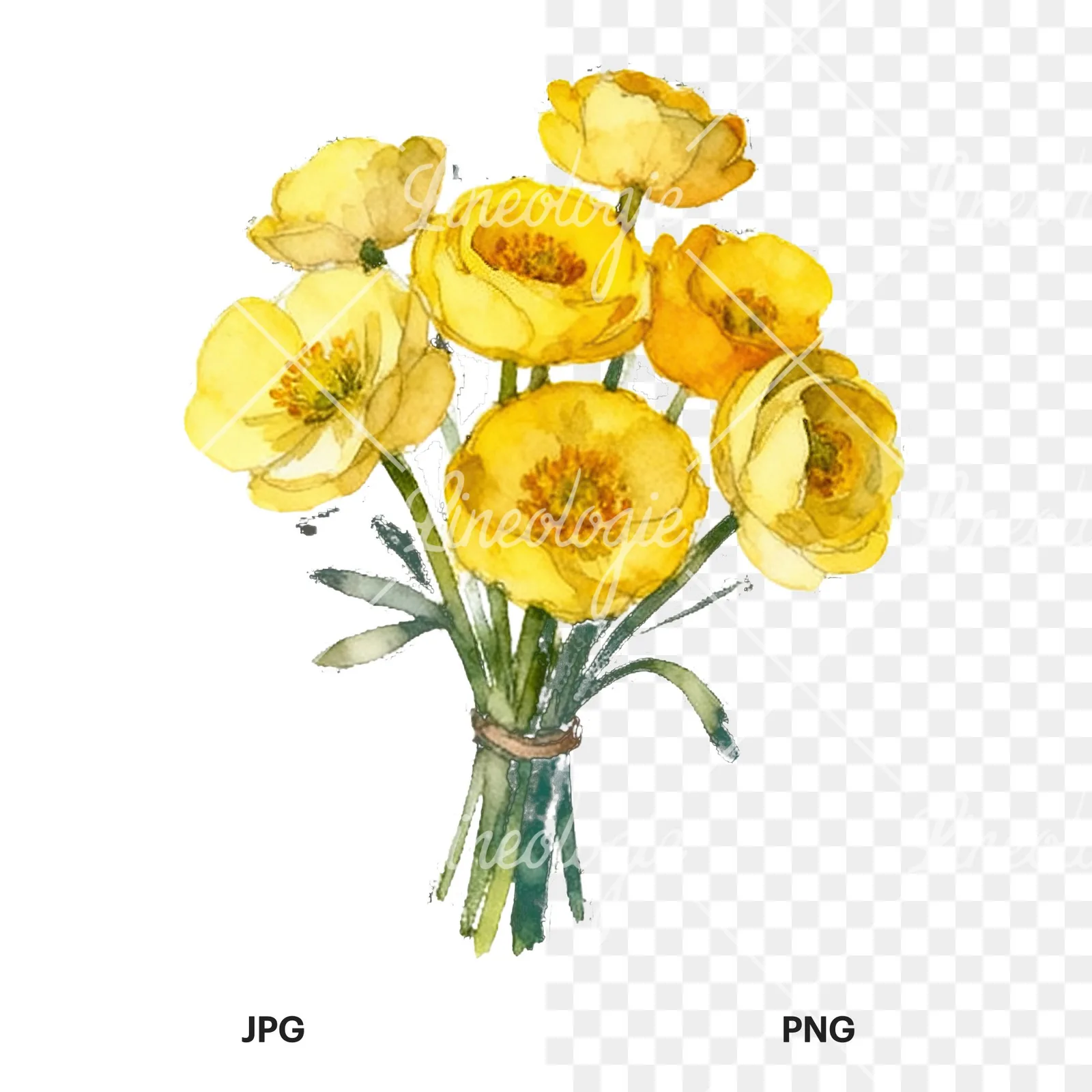 Watercolor yellow buttercup bouquet clipart 4 of 9, as a JPG on white and a transparent PNG