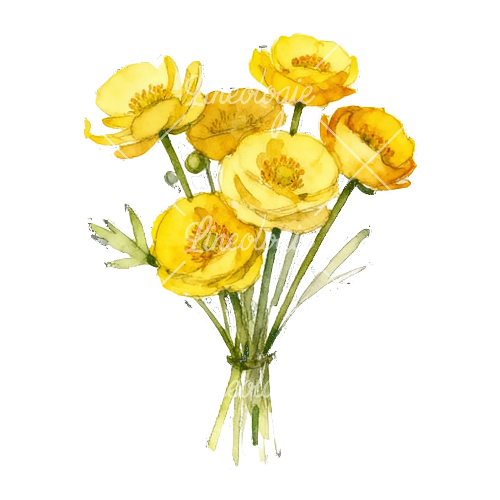 Watercolor yellow buttercup bouquet clipart 5 of 9 on a white background (JPG)