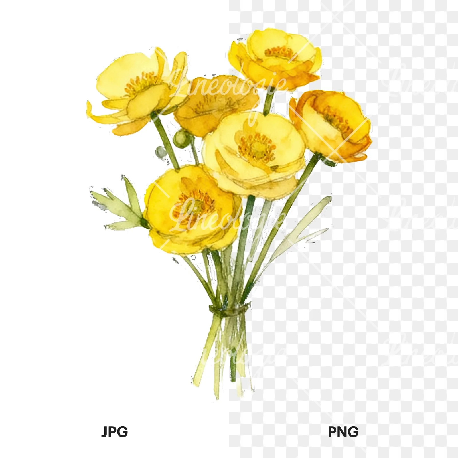 Watercolor yellow buttercup bouquet clipart 5 of 9, as a JPG on white and a transparent PNG