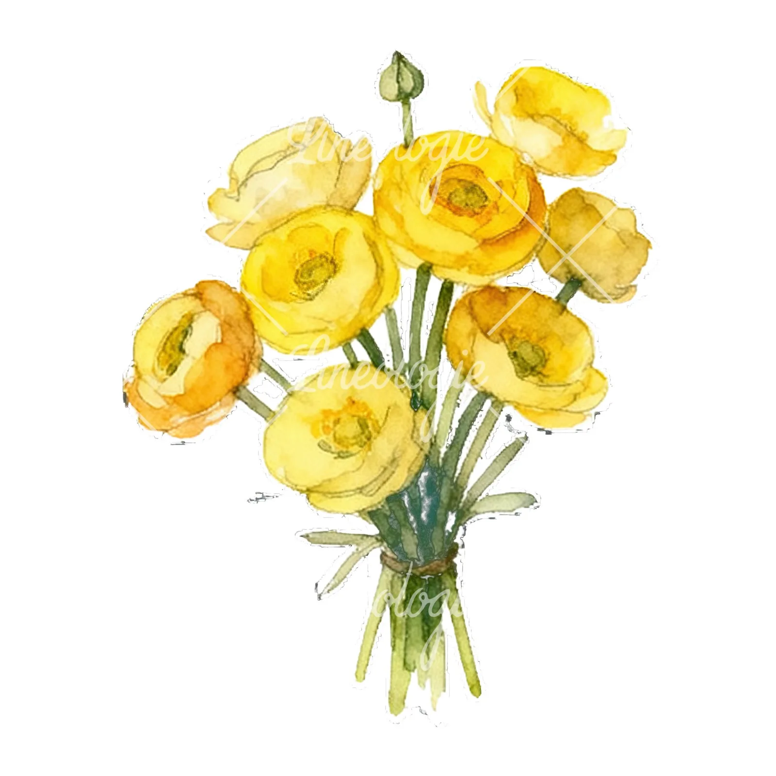 Watercolor yellow buttercup bouquet clipart 9 of 9 on a white background (JPG)