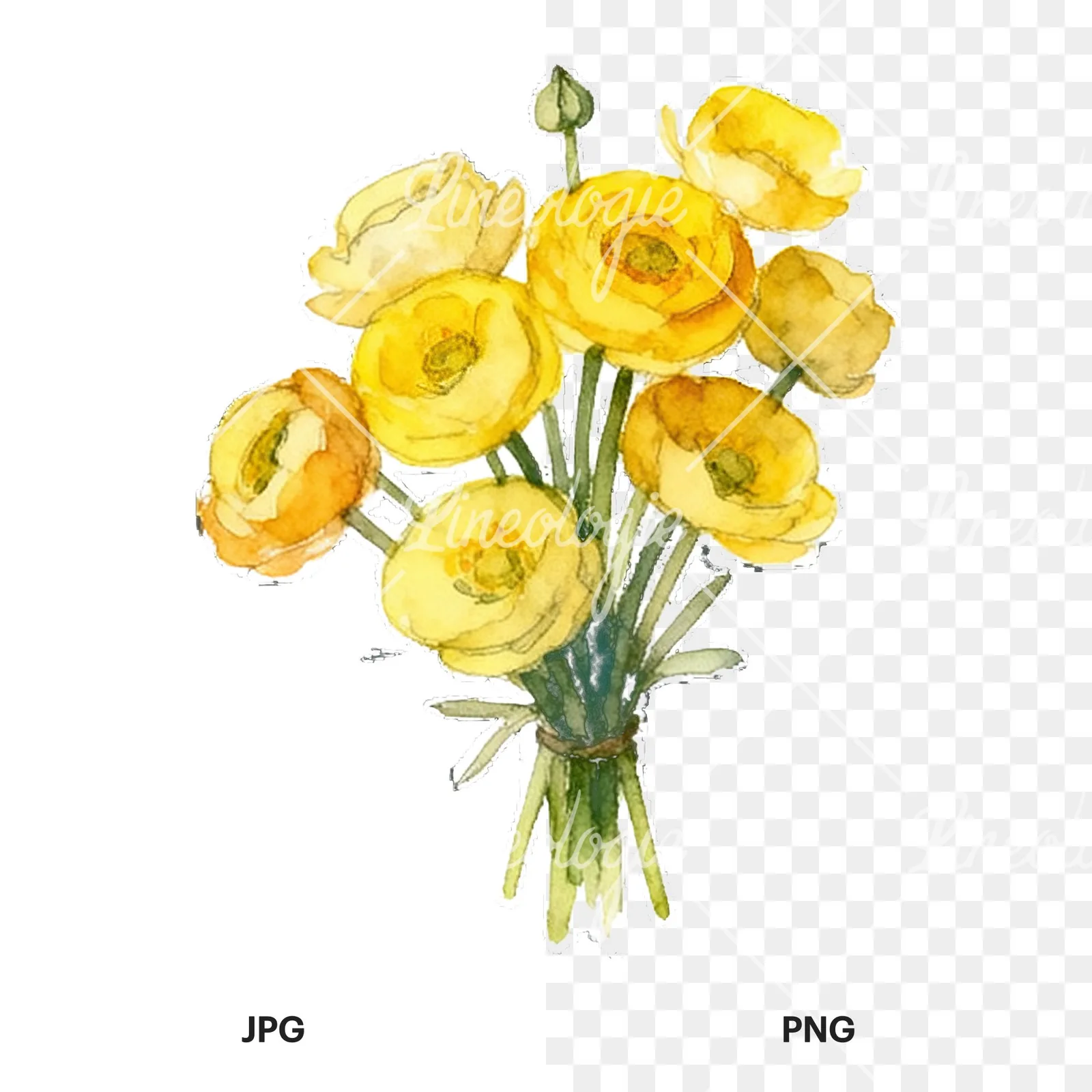 Watercolor yellow buttercup bouquet clipart 9 of 9, as a JPG on white and a transparent PNG