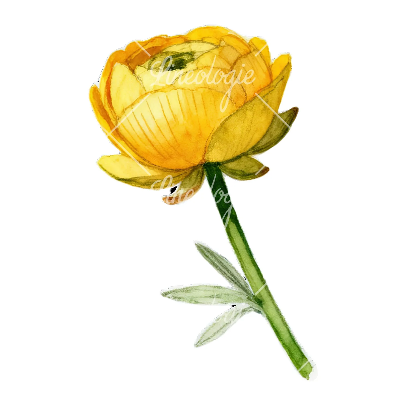 Watercolor buttercup with leaves clipart 1 of 9 on a white background (JPG)