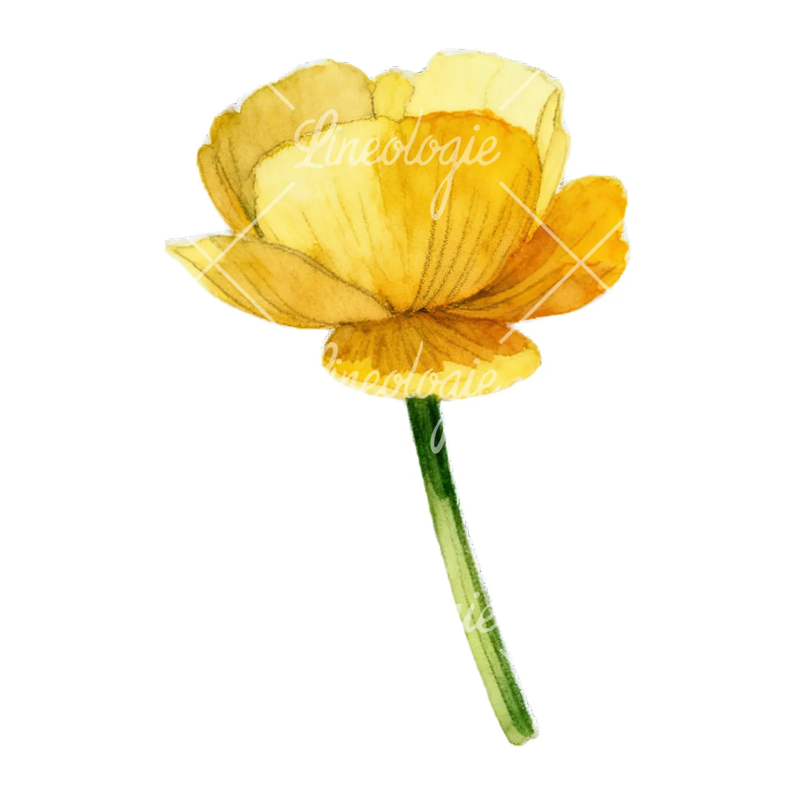 Watercolor buttercup with leaves clipart 2 of 9 on a white background (JPG)