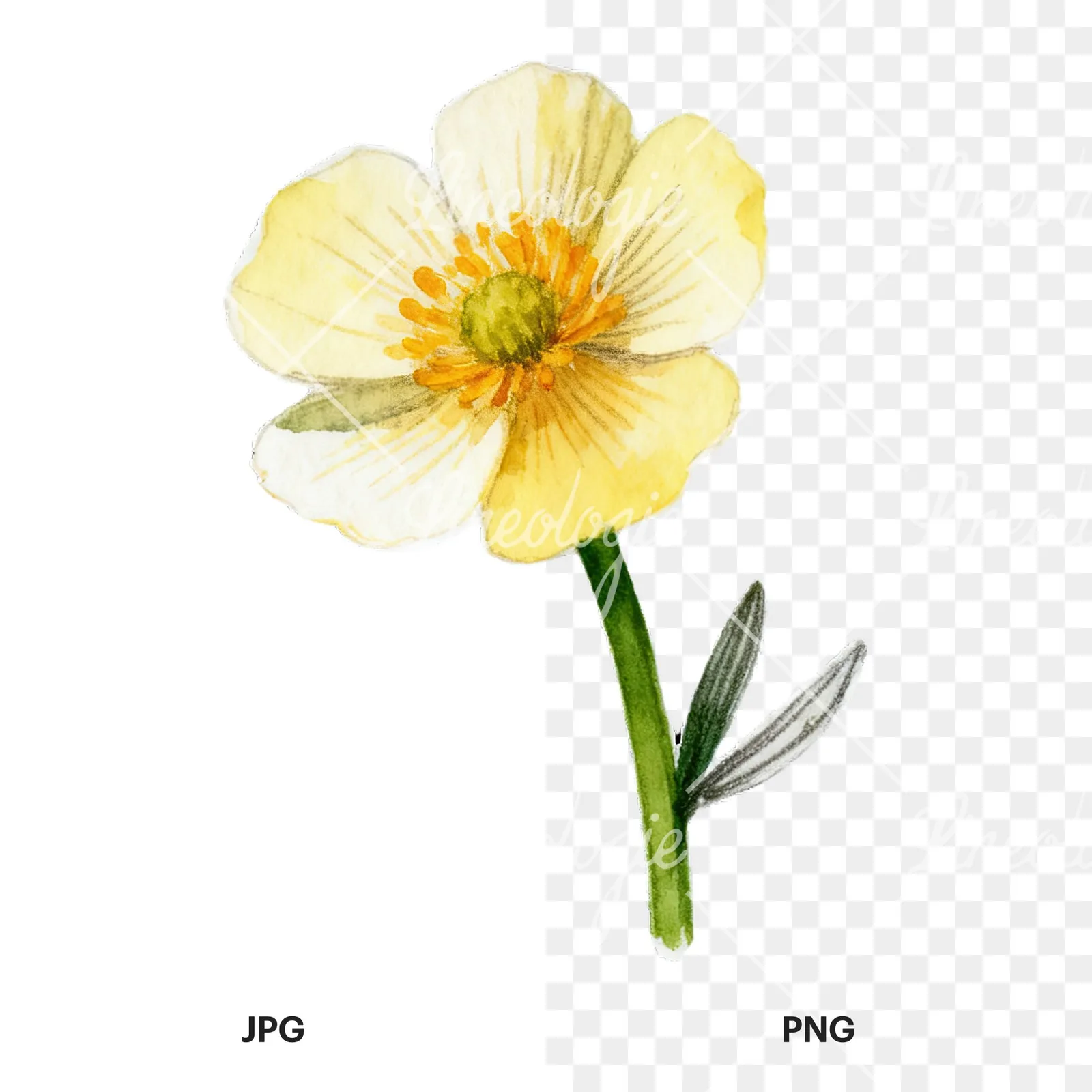 Watercolor buttercup with leaves clipart 4 of 9, as a JPG on white and a transparent PNG
