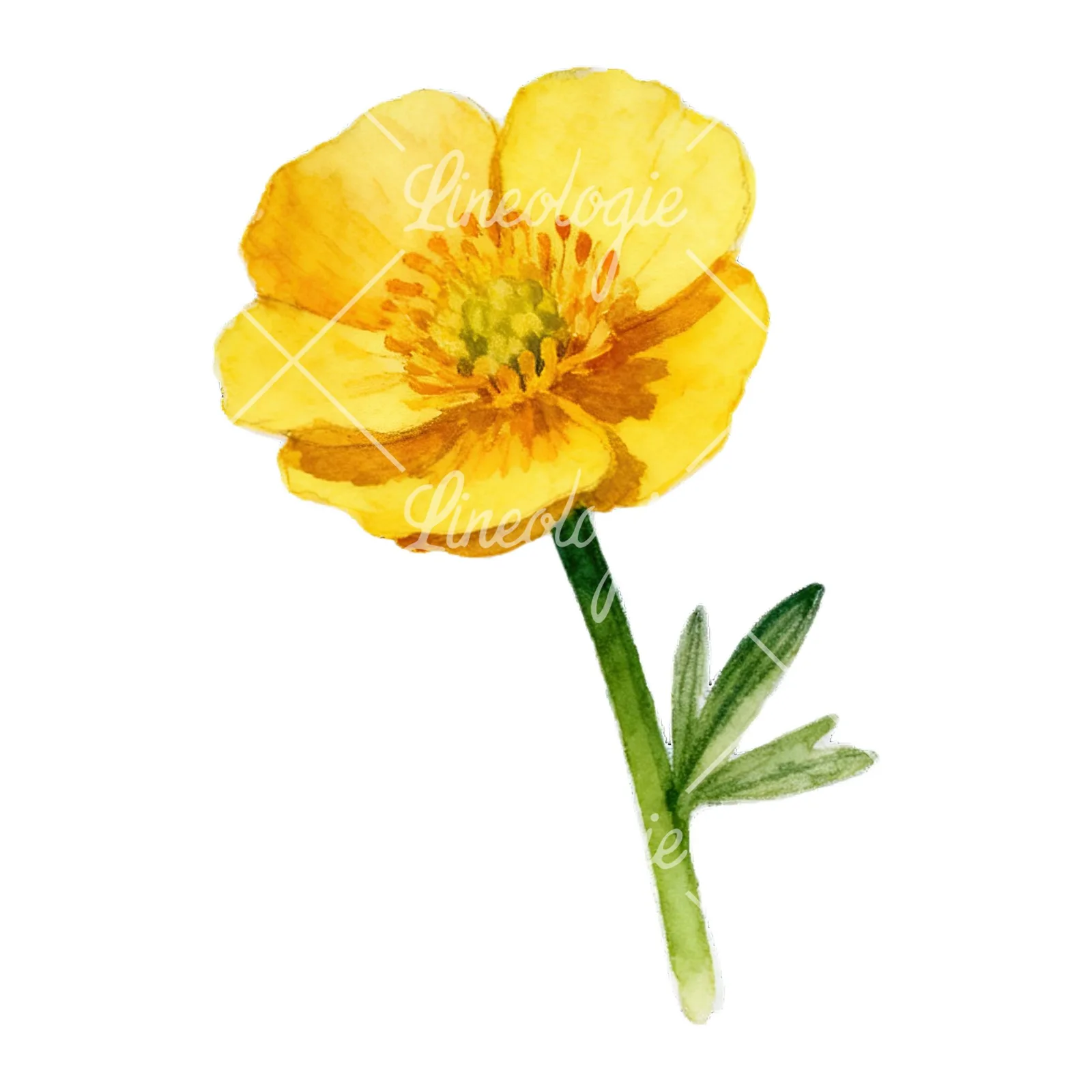 Watercolor buttercup with leaves clipart 5 of 9 on a white background (JPG)