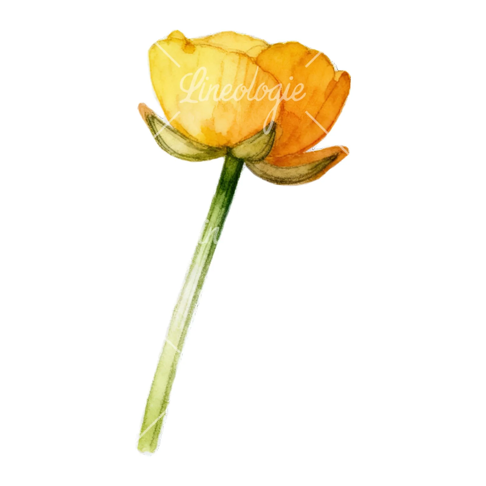 Watercolor buttercup with leaves clipart 6 of 9 on a white background (JPG)