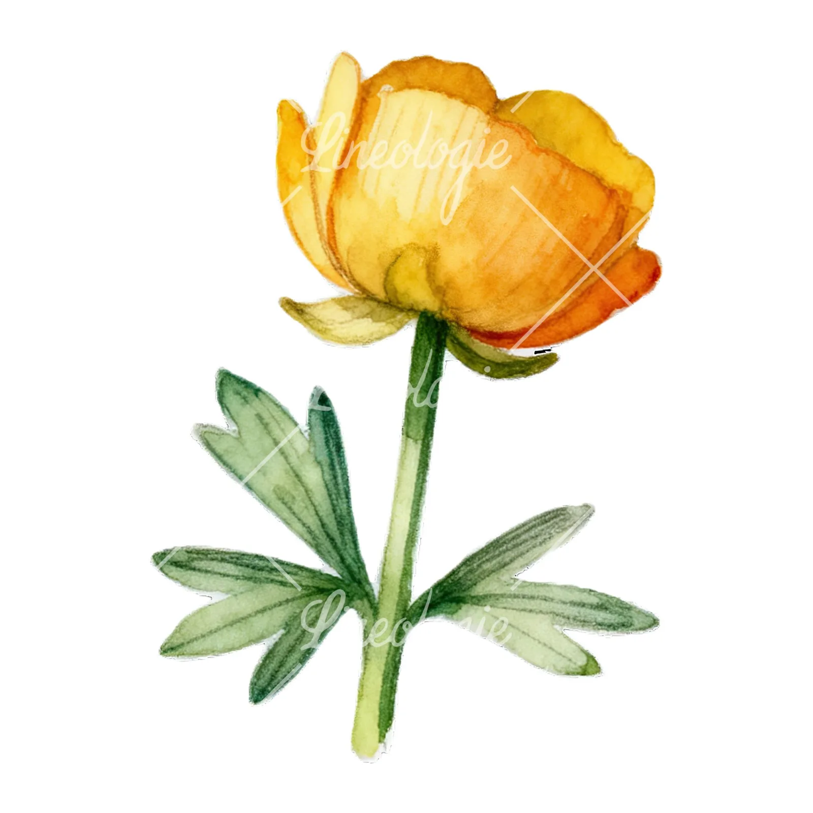 Watercolor buttercup with leaves clipart 8 of 9 on a white background (JPG)