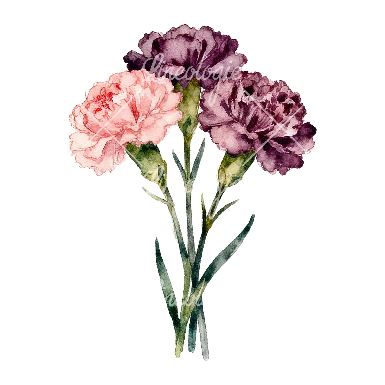 Watercolor carnation bouquet with white blooms clipart 1 of 9 on a white background (JPG)