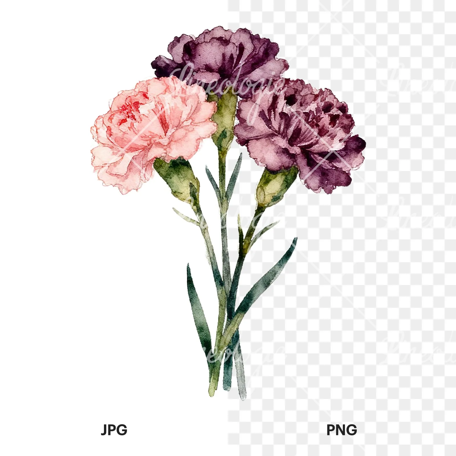 Watercolor carnation bouquet with white blooms clipart 1 of 9, as a JPG on white and a transparent PNG