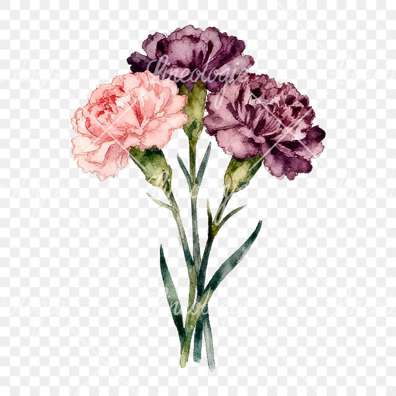 Watercolor carnation bouquet with white blooms clipart 1 of 9 on a transparent background (PNG)