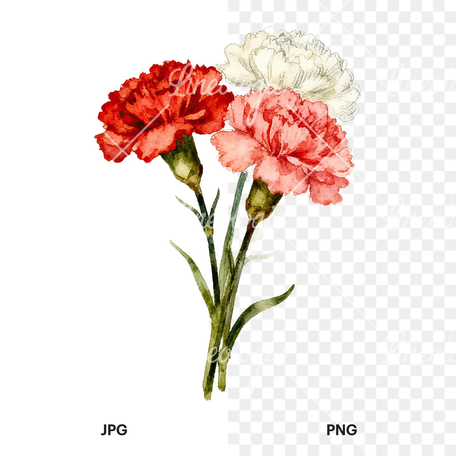 Watercolor carnation bouquet with white blooms clipart 2 of 9, as a JPG on white and a transparent PNG