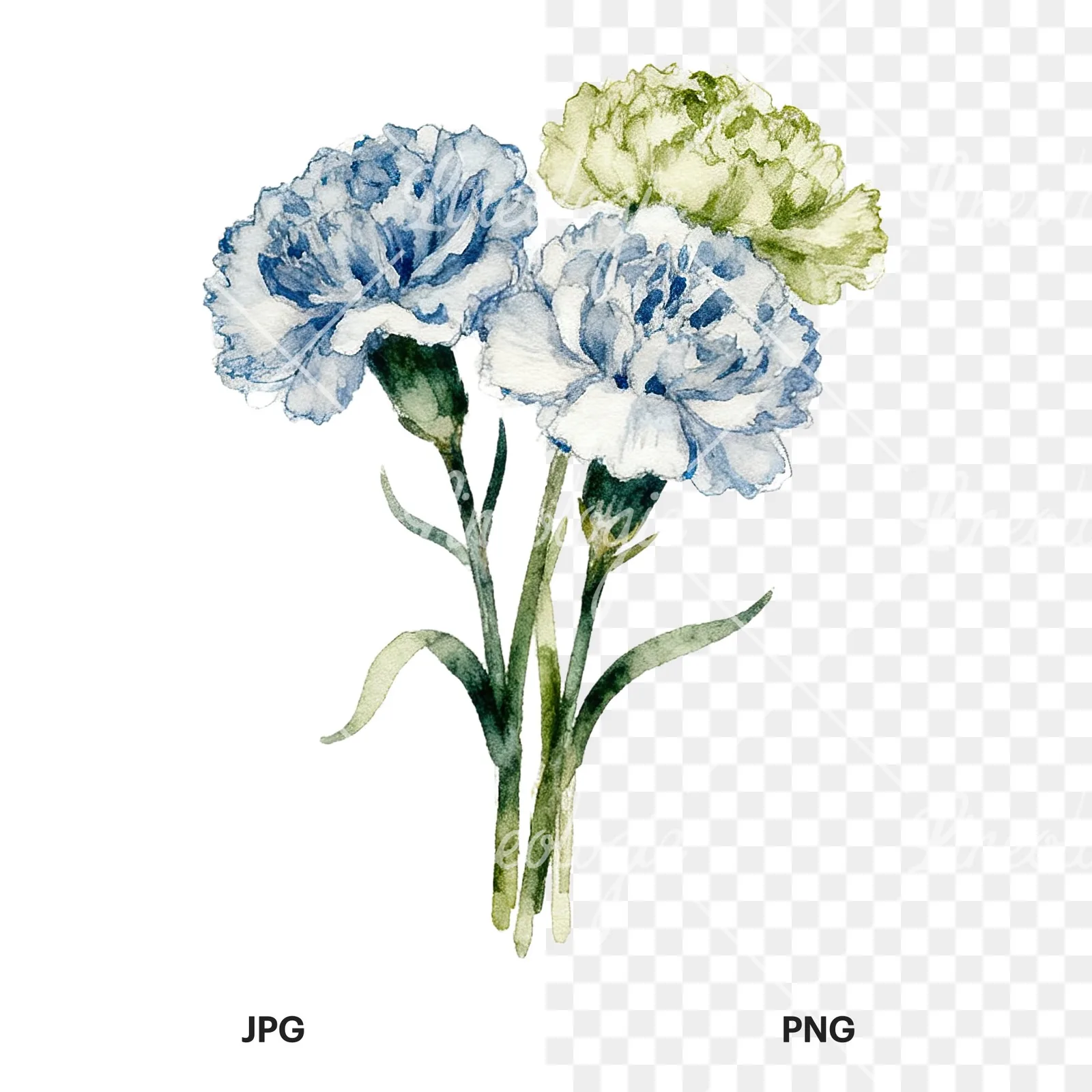 Watercolor carnation bouquet with white blooms clipart 5 of 9, as a JPG on white and a transparent PNG