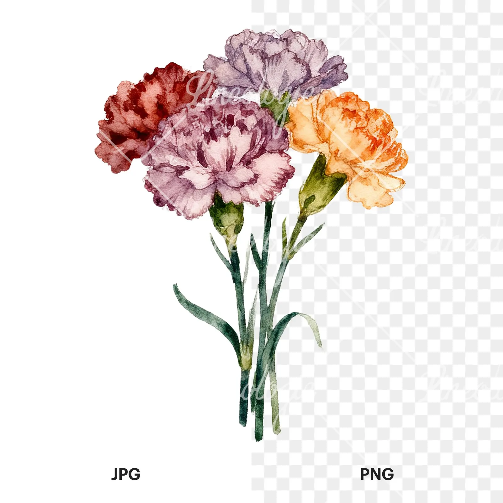 Watercolor carnation bouquet with white blooms clipart 6 of 9, as a JPG on white and a transparent PNG