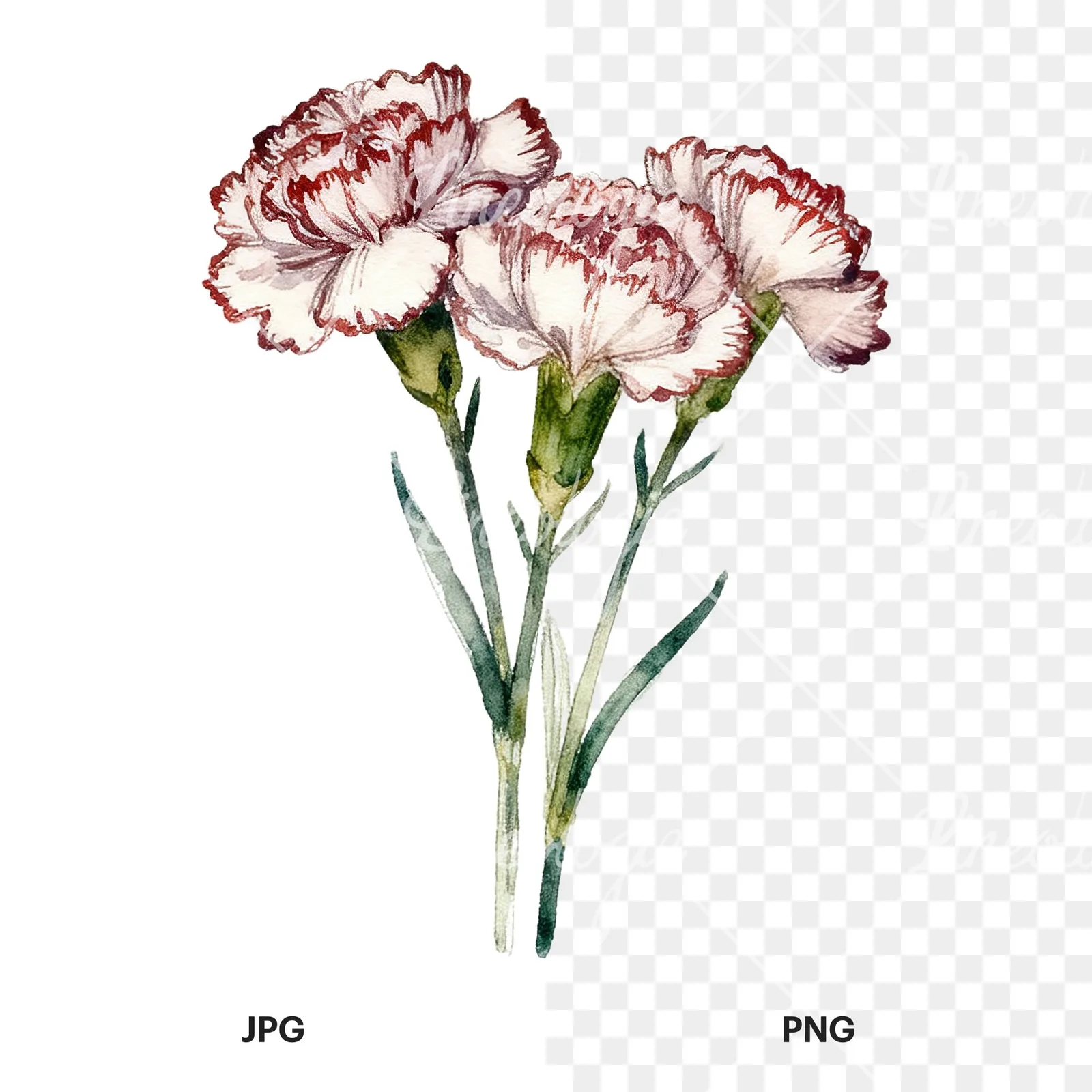 Watercolor carnation bouquet with white blooms clipart 7 of 9, as a JPG on white and a transparent PNG