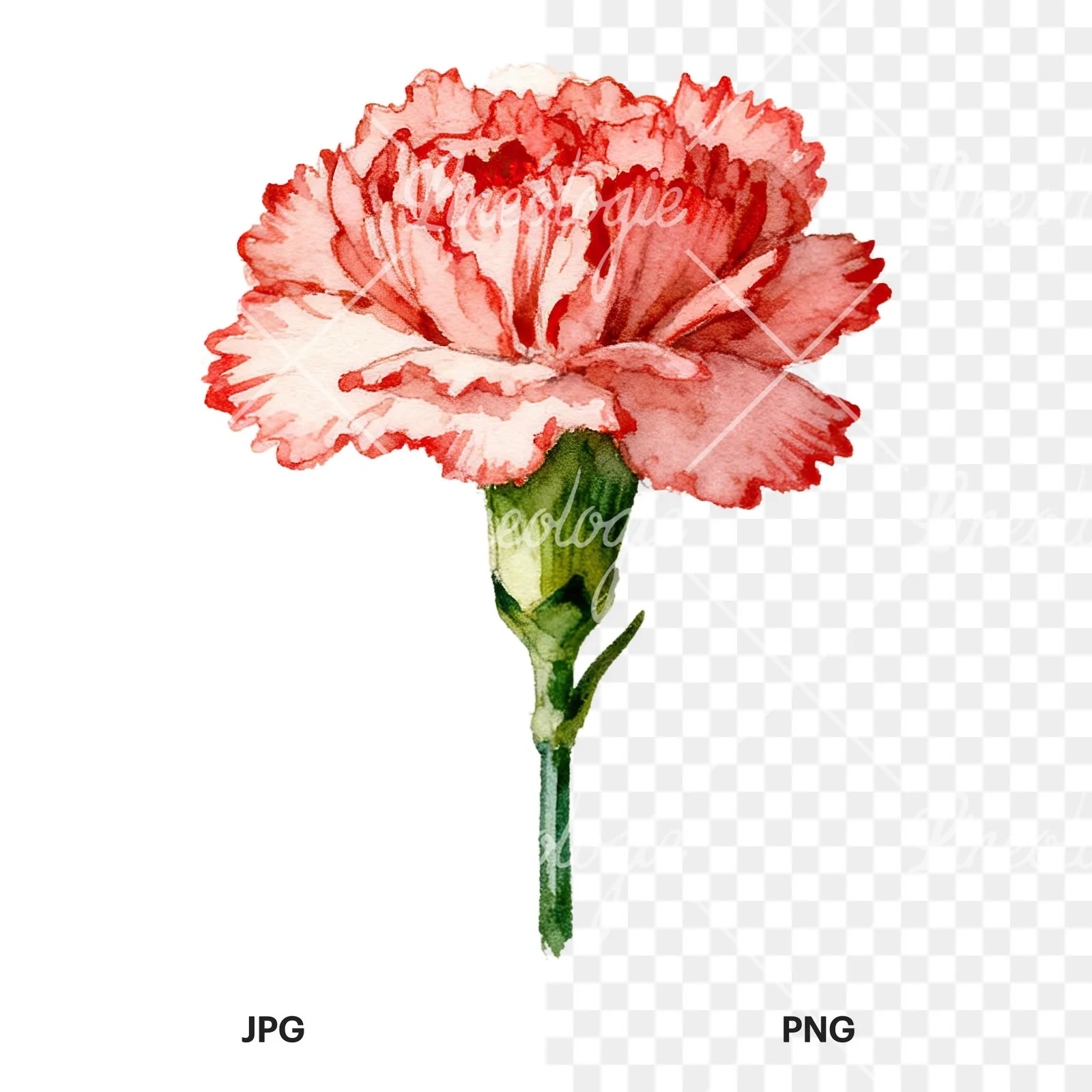 Watercolor pink and red carnation flower clipart 1 of 9, as a JPG on white and a transparent PNG