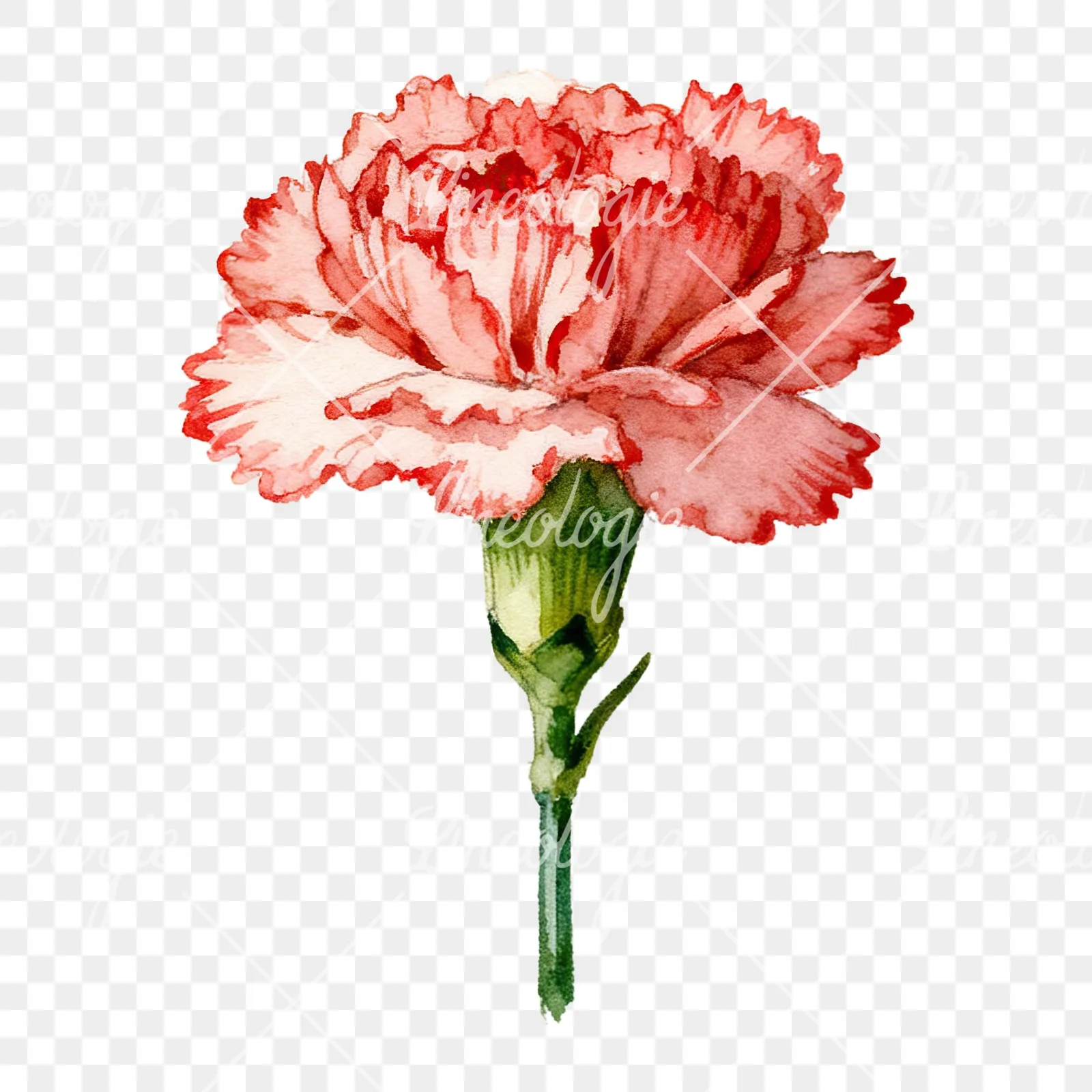 Watercolor pink and red carnation flower clipart 1 of 9 on a transparent background (PNG)