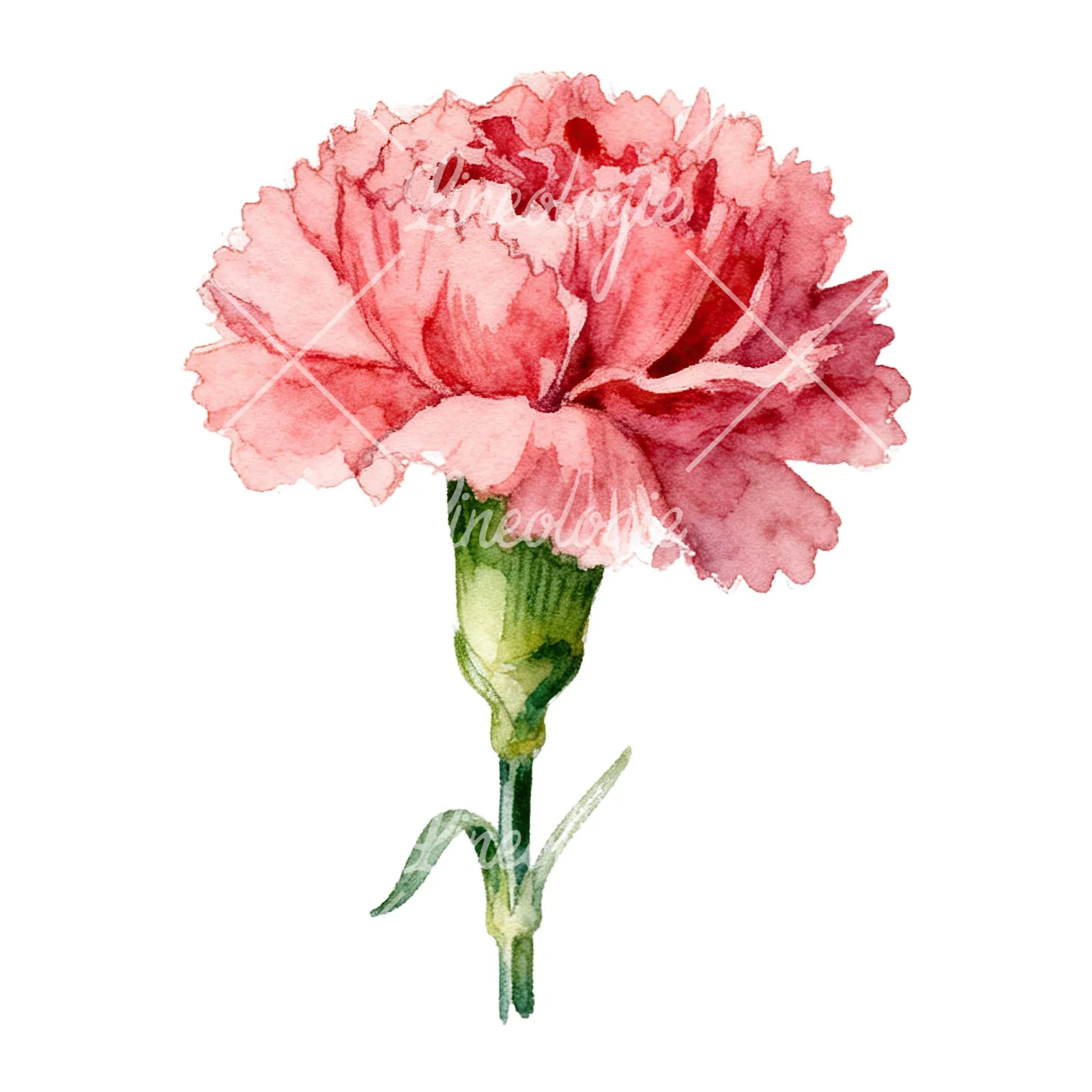 Watercolor pink and red carnation flower clipart 2 of 9 on a white background (JPG)