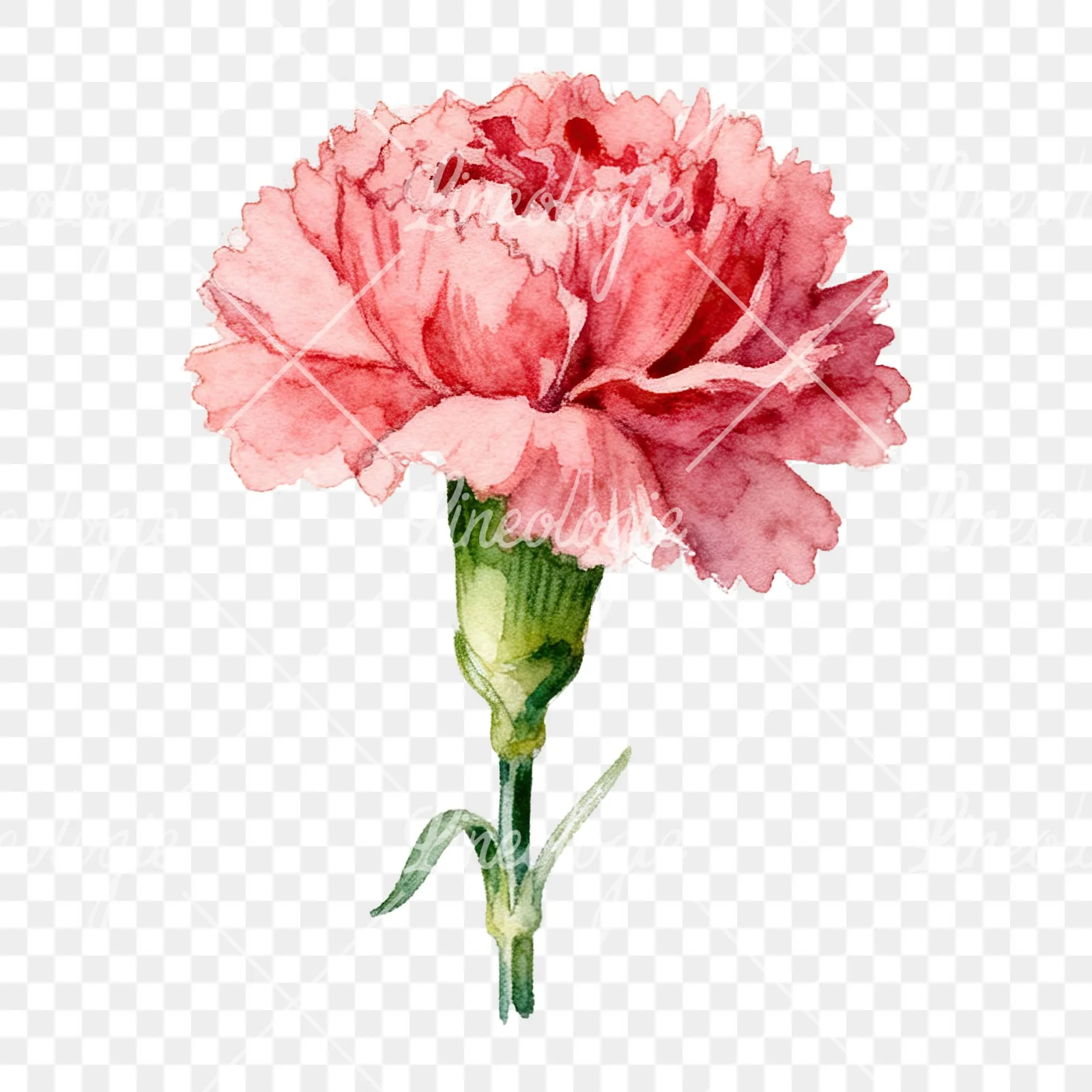 Watercolor pink and red carnation flower clipart 2 of 9 on a transparent background (PNG)