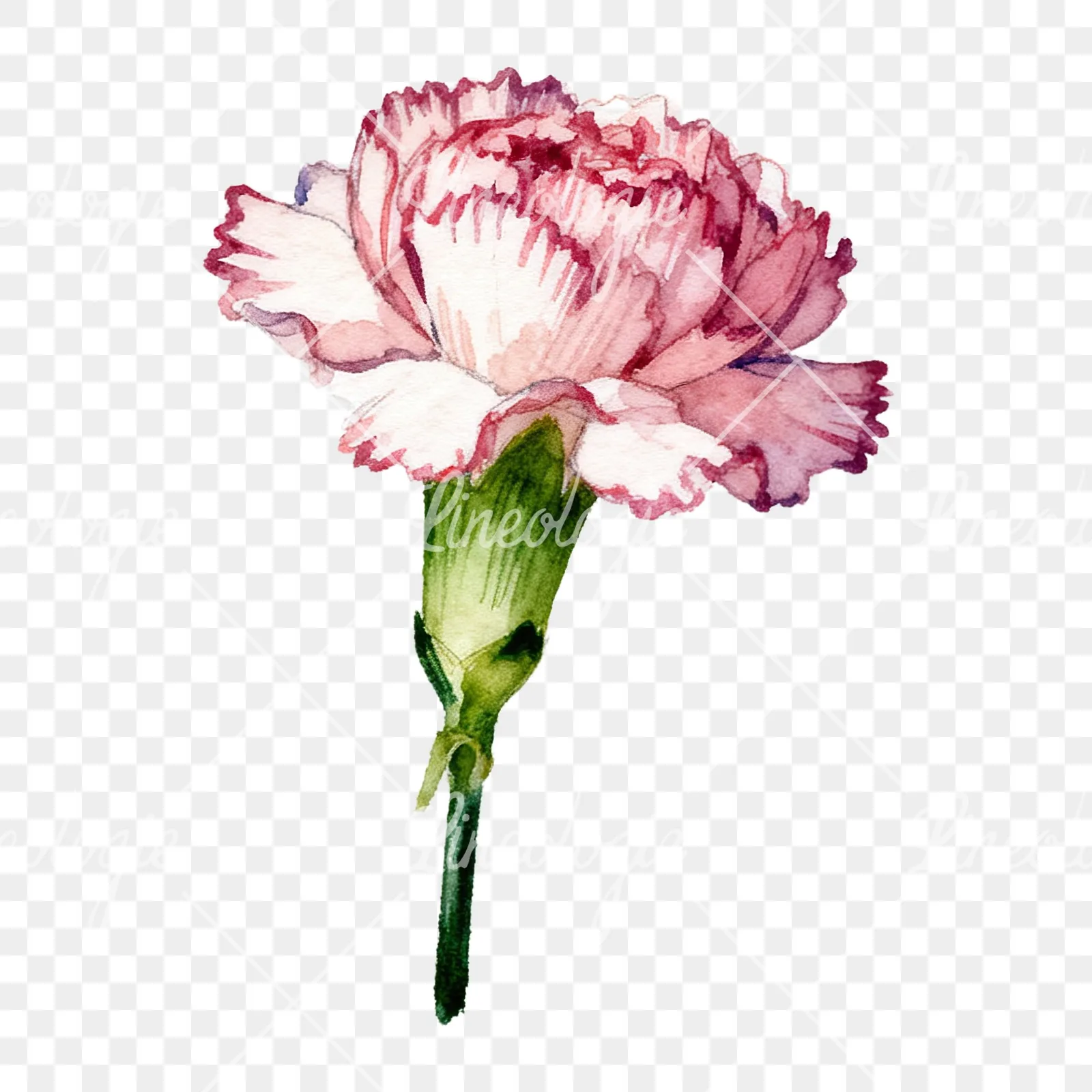 Watercolor pink and red carnation flower clipart 3 of 9 on a transparent background (PNG)
