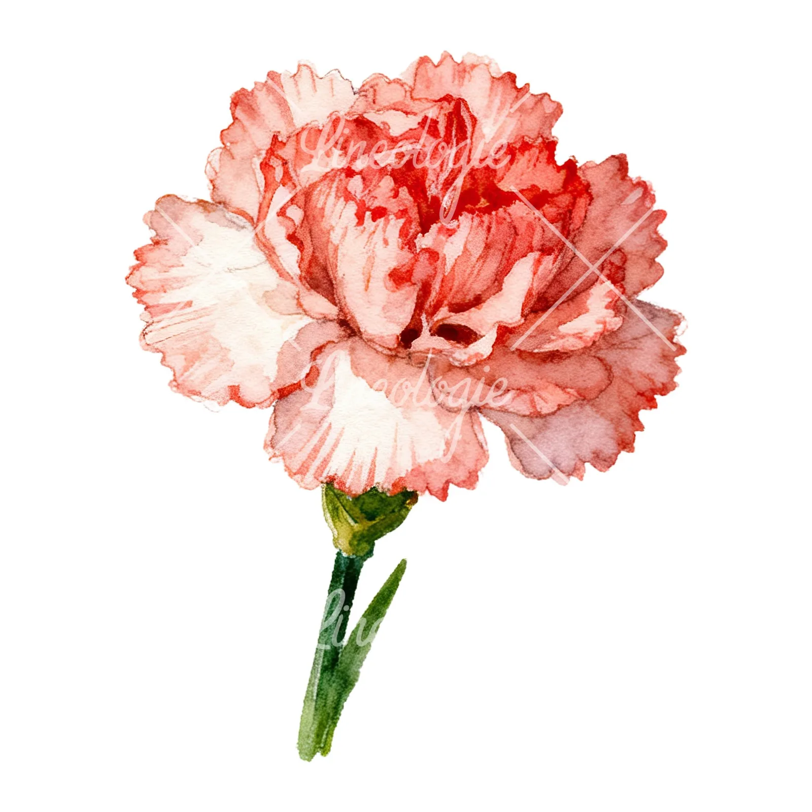 Watercolor pink and red carnation flower clipart 4 of 9 on a white background (JPG)