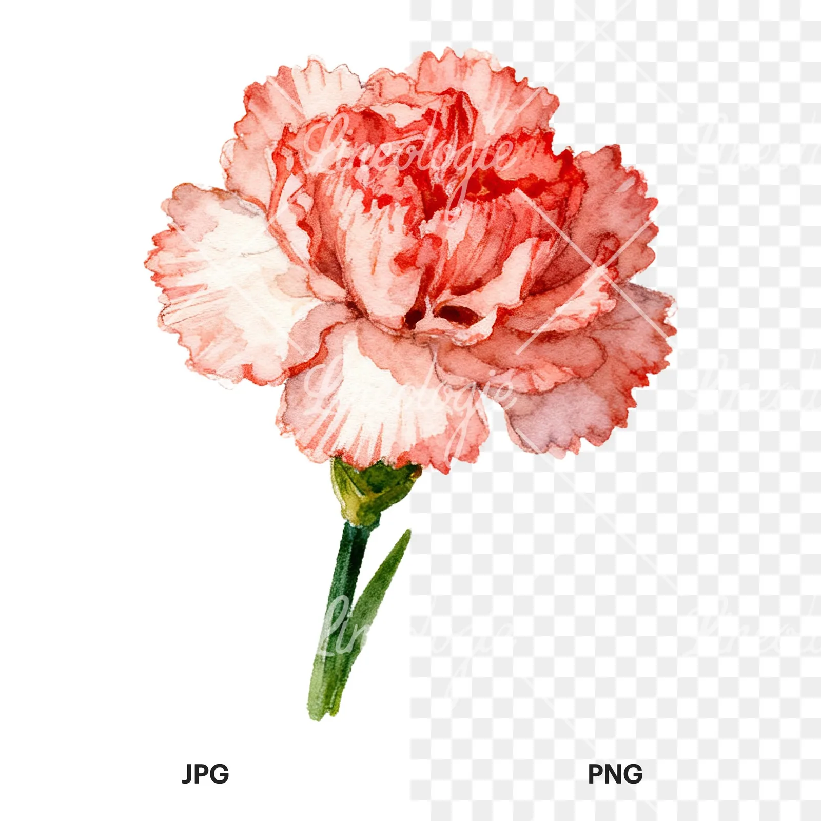 Watercolor pink and red carnation flower clipart 4 of 9, as a JPG on white and a transparent PNG
