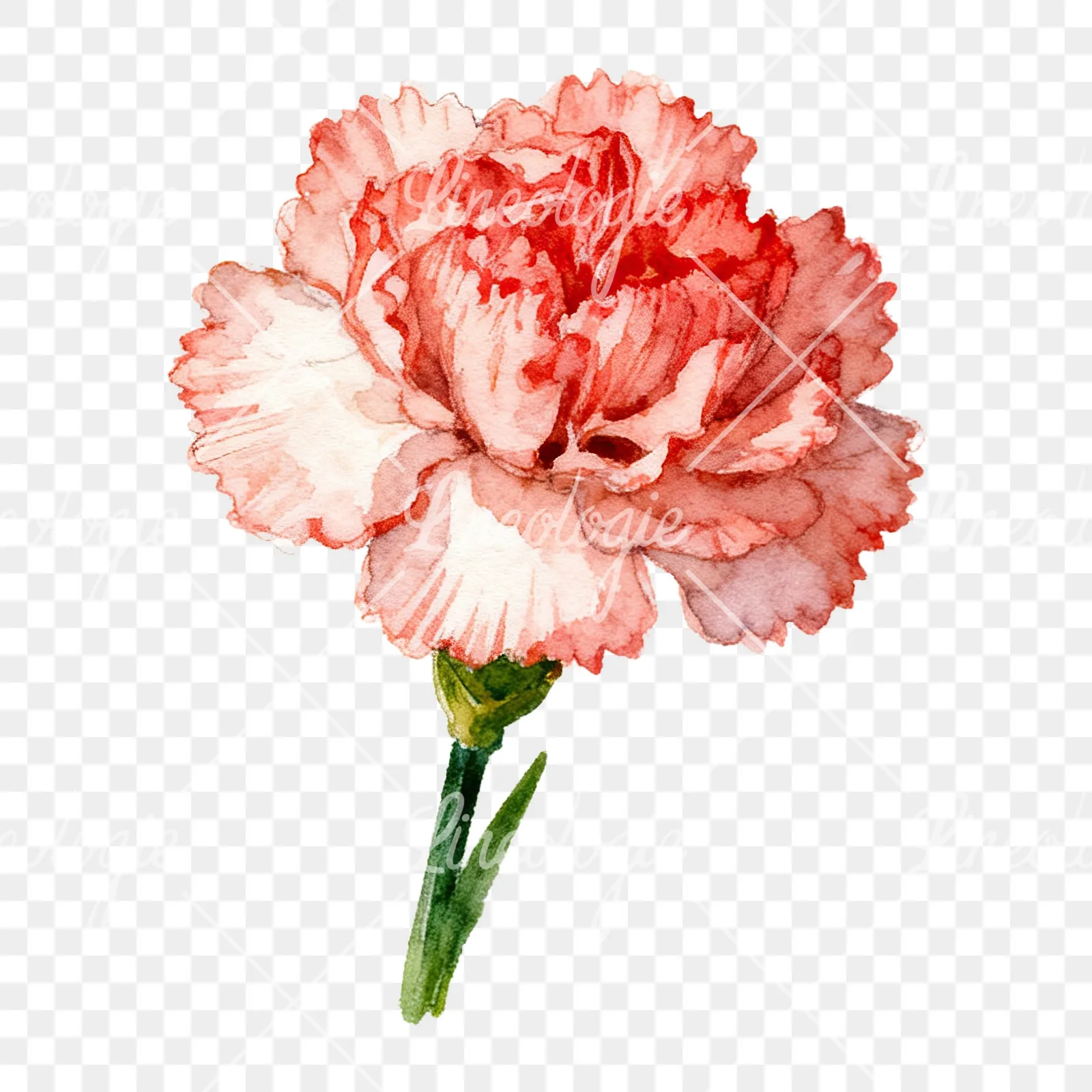 Watercolor pink and red carnation flower clipart 4 of 9 on a transparent background (PNG)