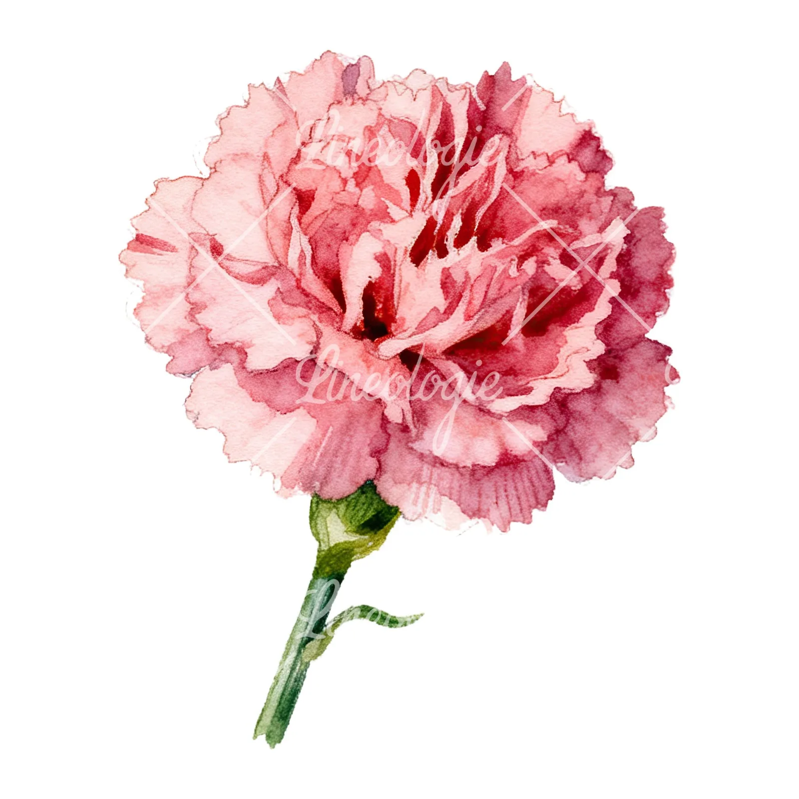 Watercolor pink and red carnation flower clipart 5 of 9 on a white background (JPG)
