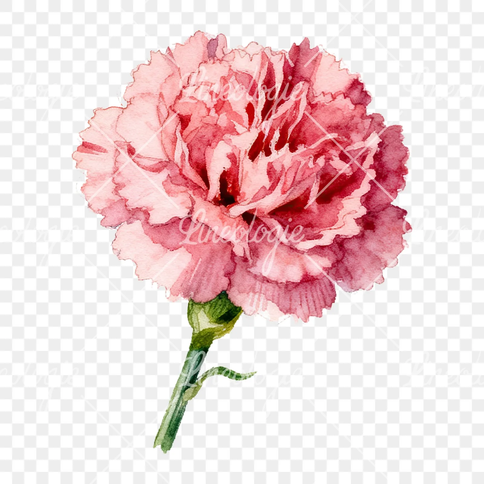 Watercolor pink and red carnation flower clipart 5 of 9 on a transparent background (PNG)