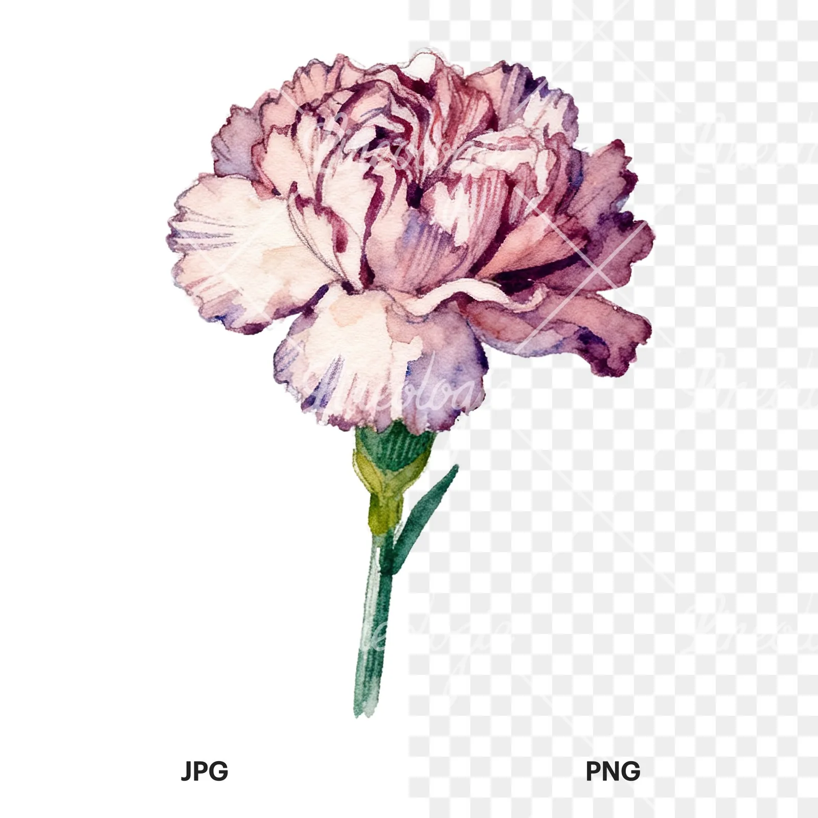 Watercolor pink and red carnation flower clipart 6 of 9, as a JPG on white and a transparent PNG