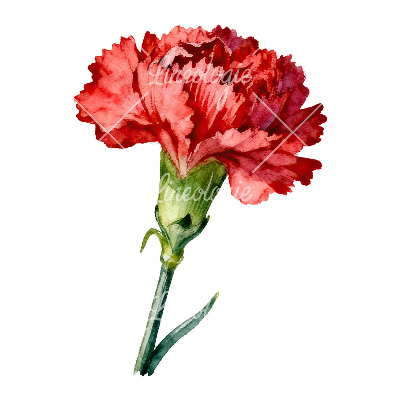 Watercolor pink and red carnation flower clipart 8 of 9 on a white background (JPG)