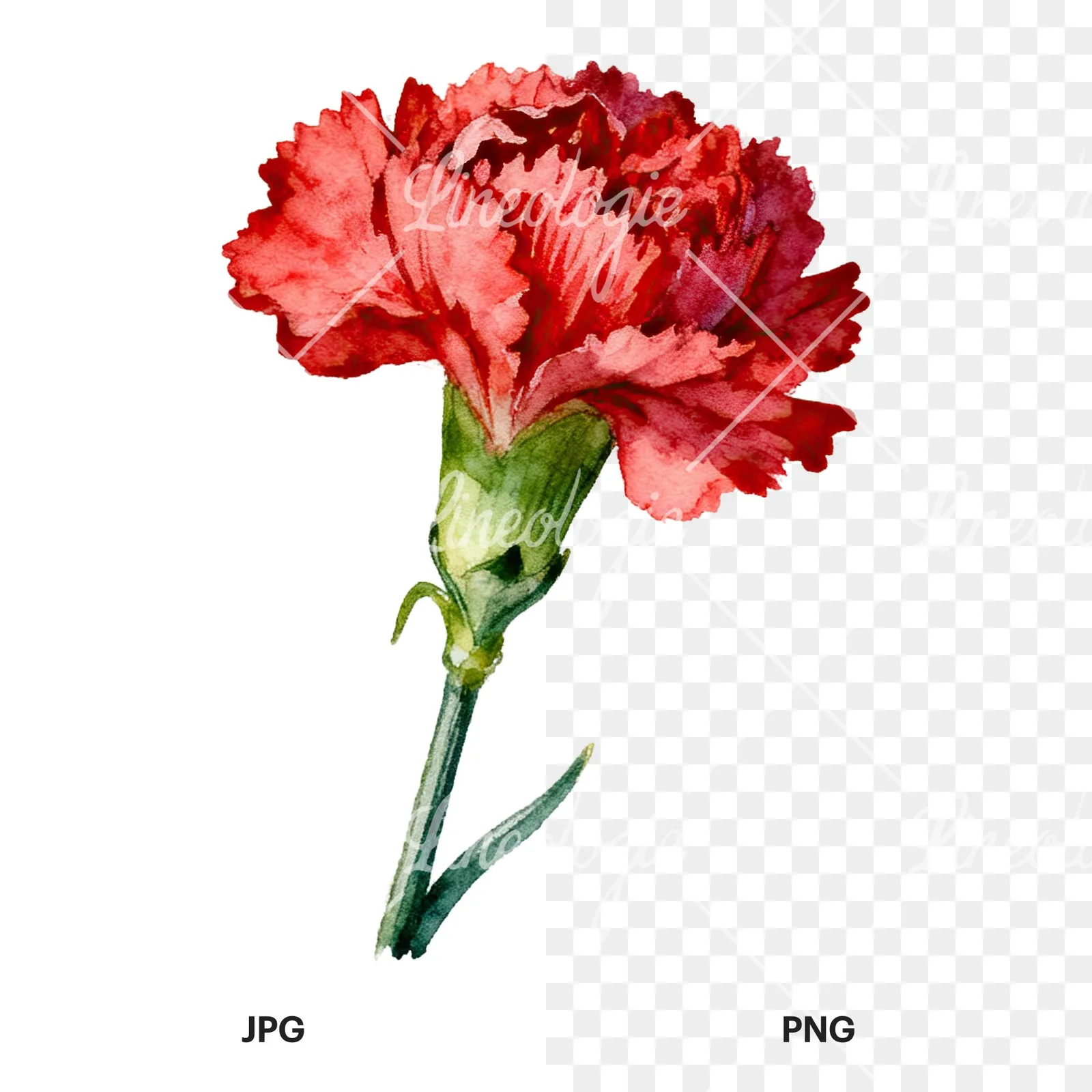 Watercolor pink and red carnation flower clipart 8 of 9, as a JPG on white and a transparent PNG