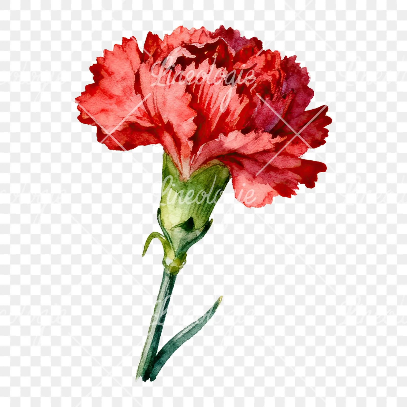 Watercolor pink and red carnation flower clipart 8 of 9 on a transparent background (PNG)