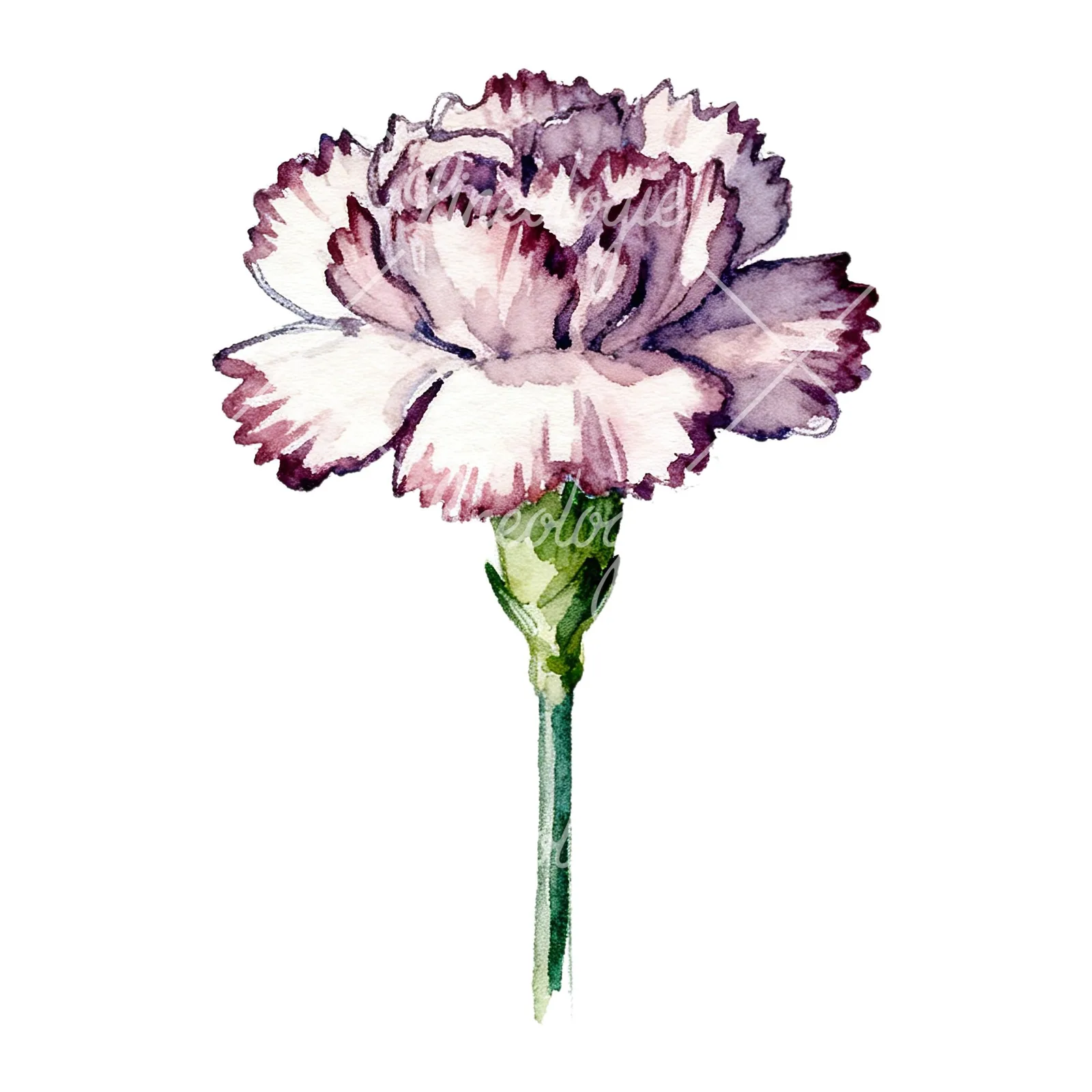 Watercolor purple and pink carnation flower clipart 1 of 9 on a white background (JPG)