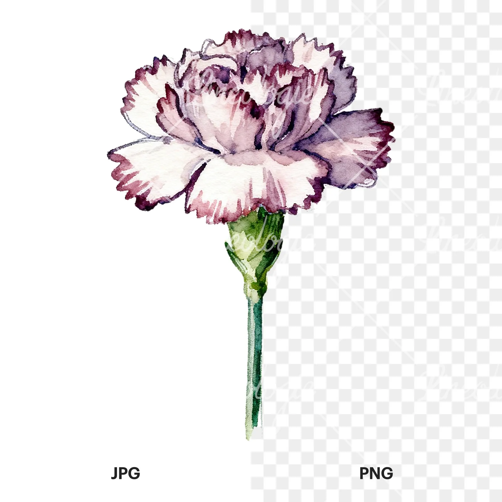 Watercolor purple and pink carnation flower clipart 1 of 9, as a JPG on white and a transparent PNG