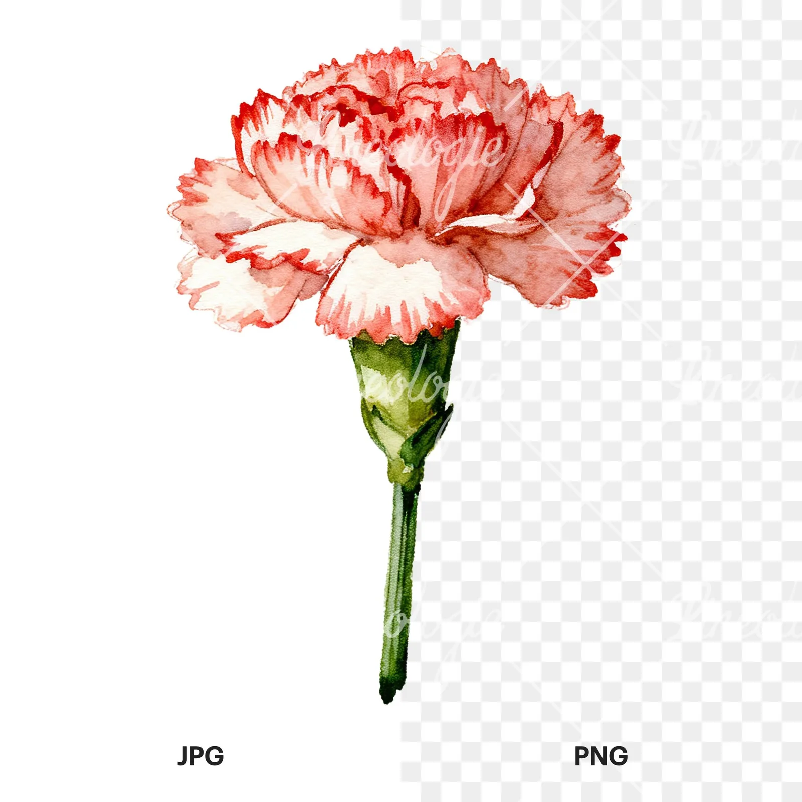 Watercolor purple and pink carnation flower clipart 2 of 9, as a JPG on white and a transparent PNG