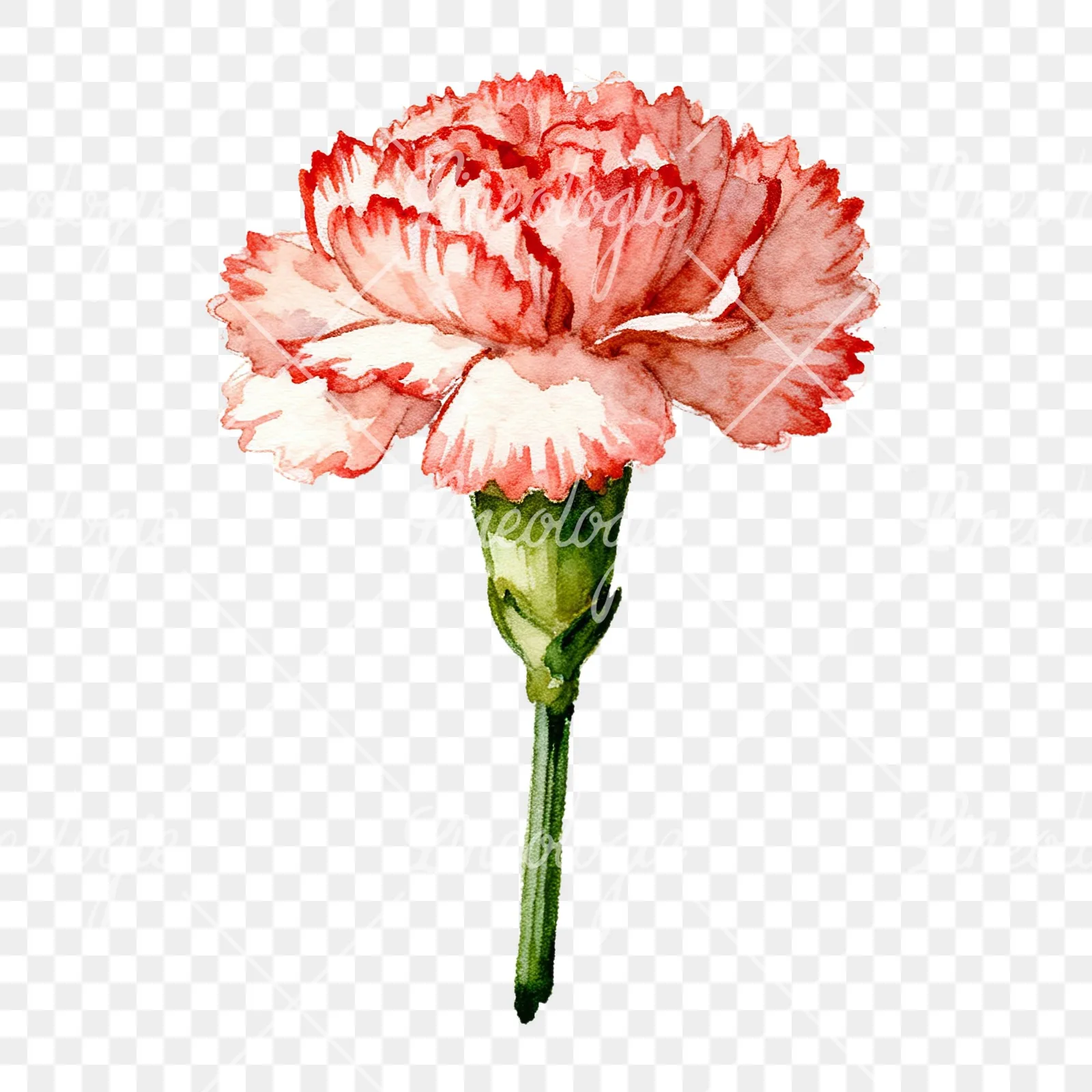 Watercolor purple and pink carnation flower clipart 2 of 9 on a transparent background (PNG)