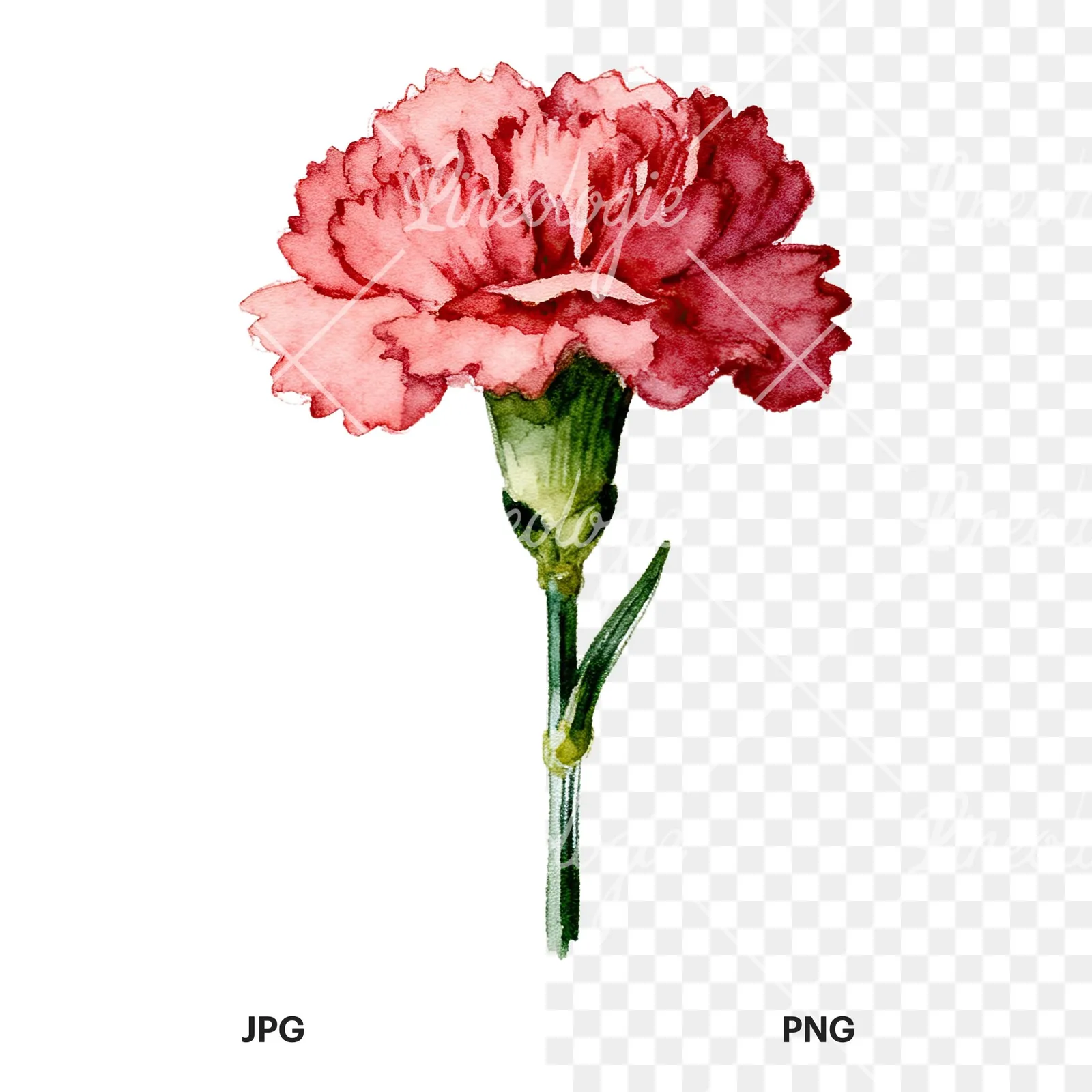 Watercolor purple and pink carnation flower clipart 3 of 9, as a JPG on white and a transparent PNG
