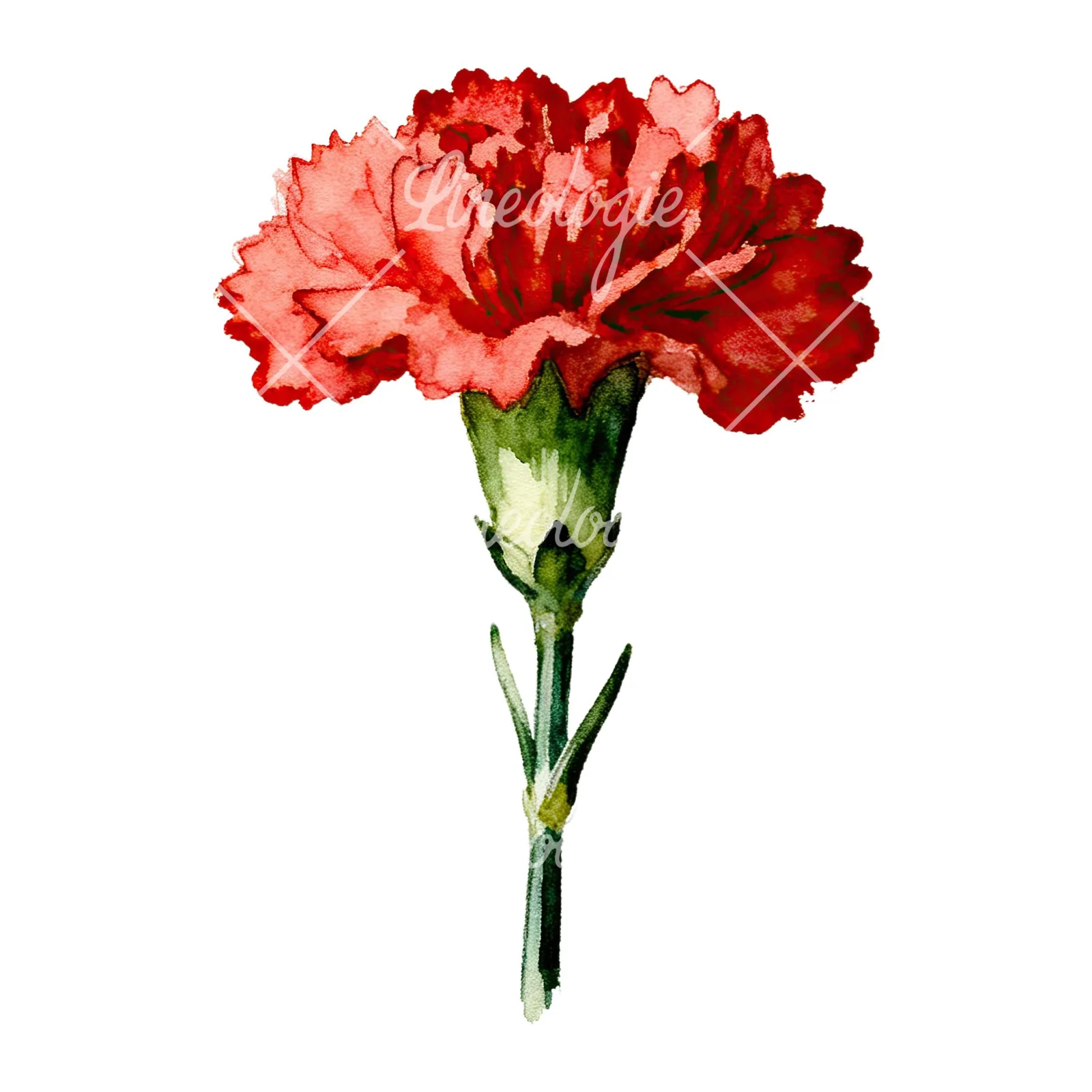 Watercolor purple and pink carnation flower clipart 4 of 9 on a white background (JPG)
