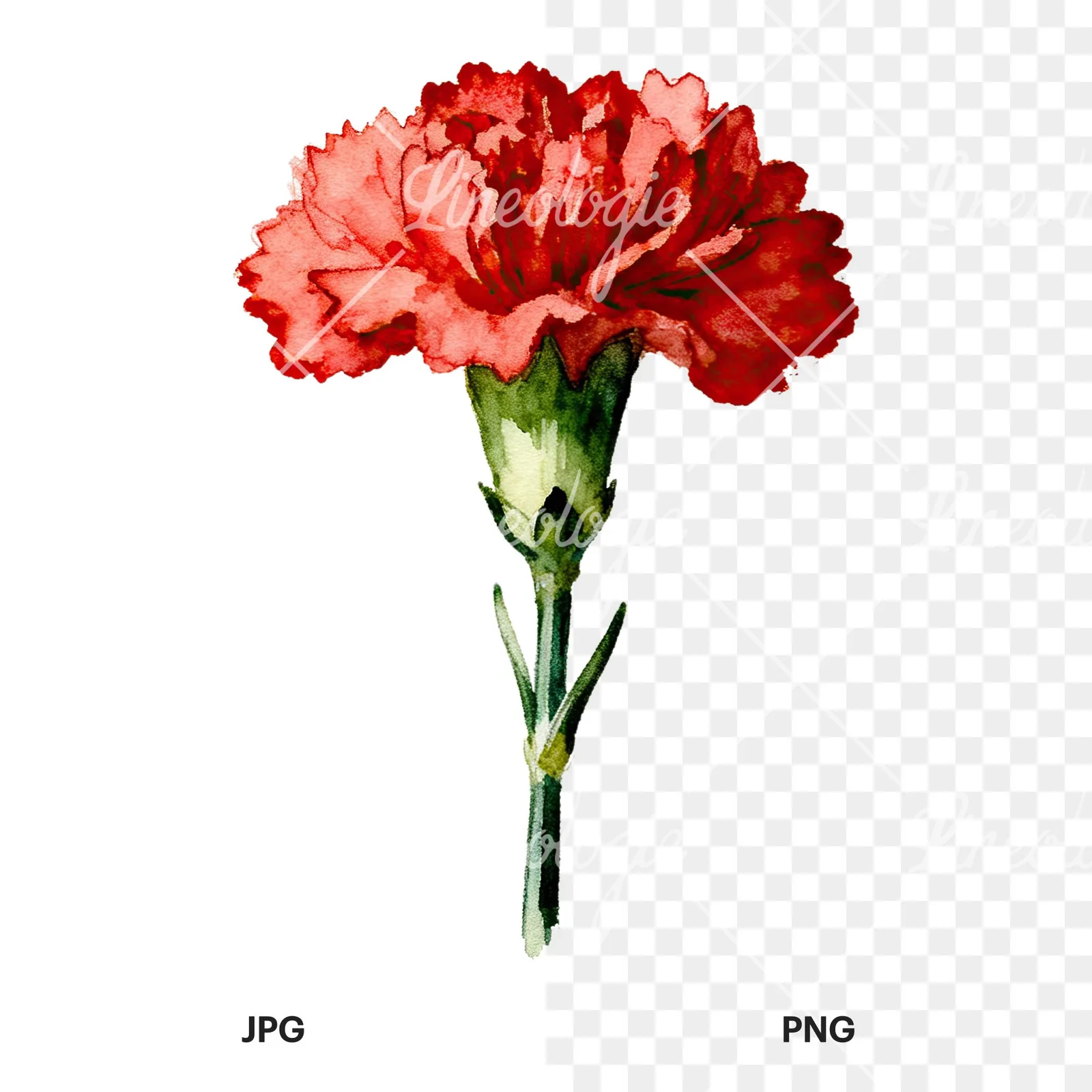 Watercolor purple and pink carnation flower clipart 4 of 9, as a JPG on white and a transparent PNG