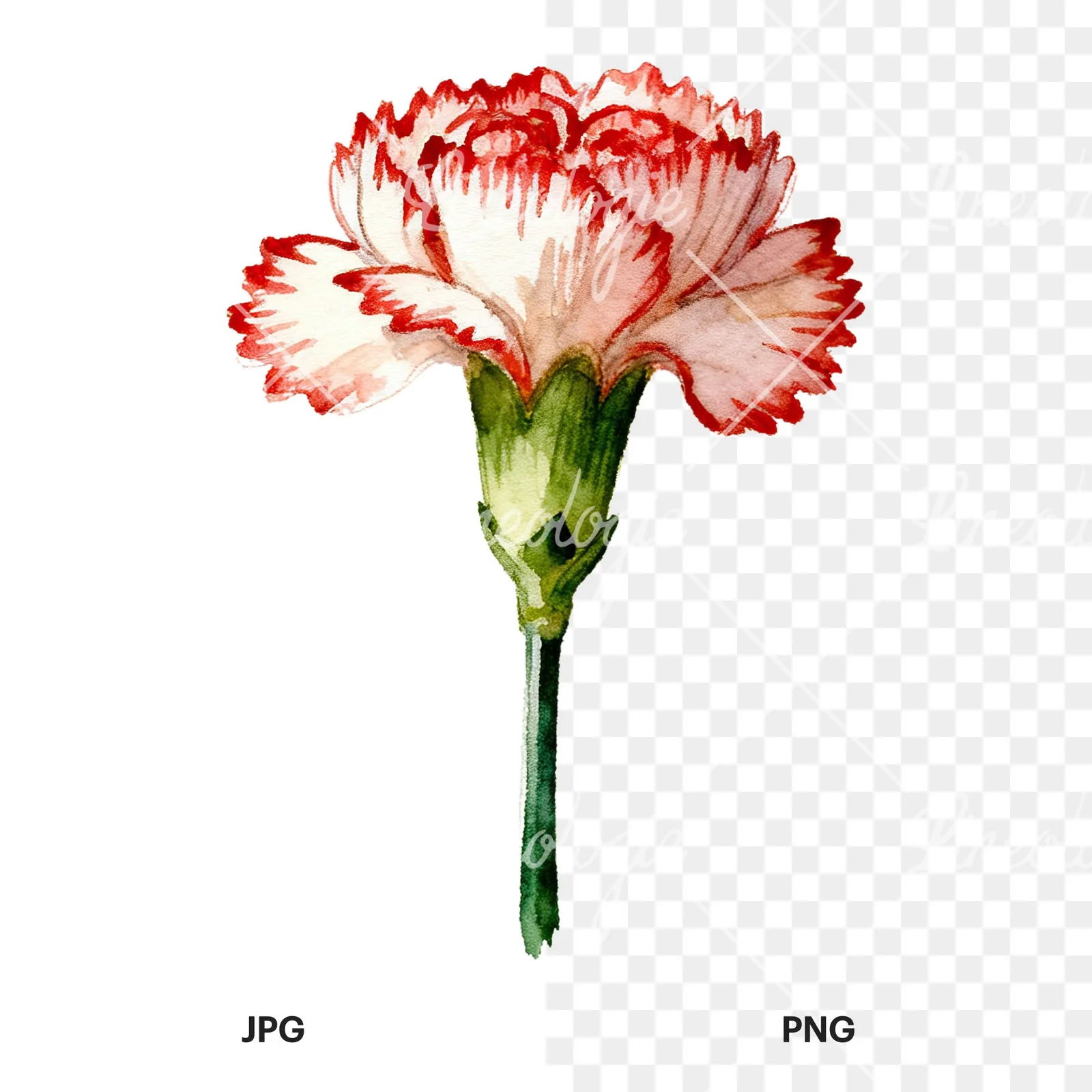 Watercolor purple and pink carnation flower clipart 5 of 9, as a JPG on white and a transparent PNG