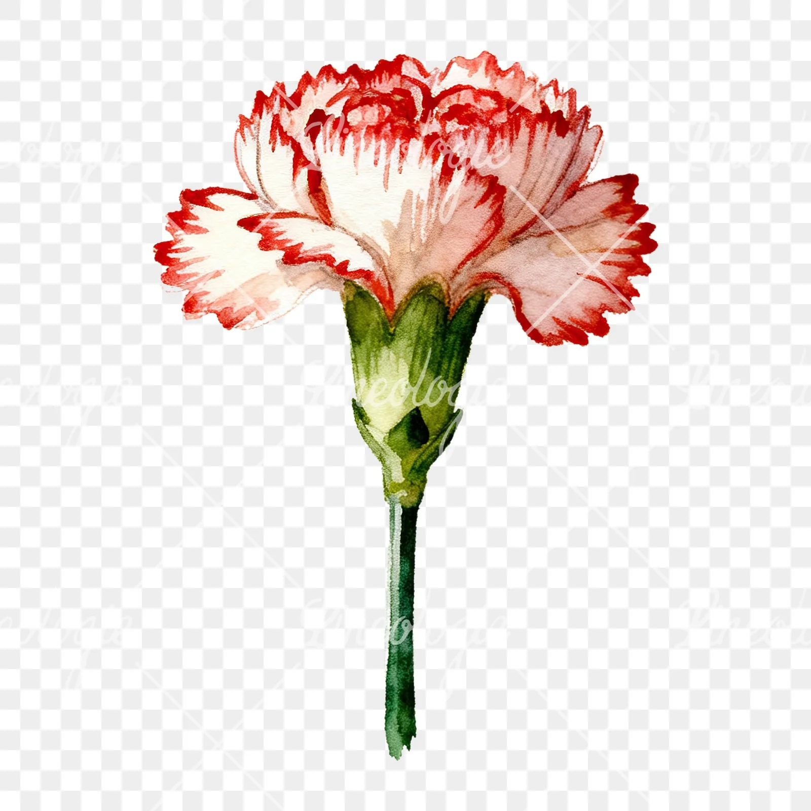 Watercolor purple and pink carnation flower clipart 5 of 9 on a transparent background (PNG)