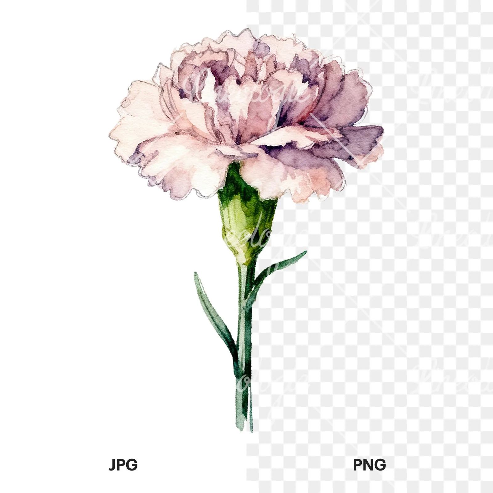 Watercolor purple and pink carnation flower clipart 6 of 9, as a JPG on white and a transparent PNG