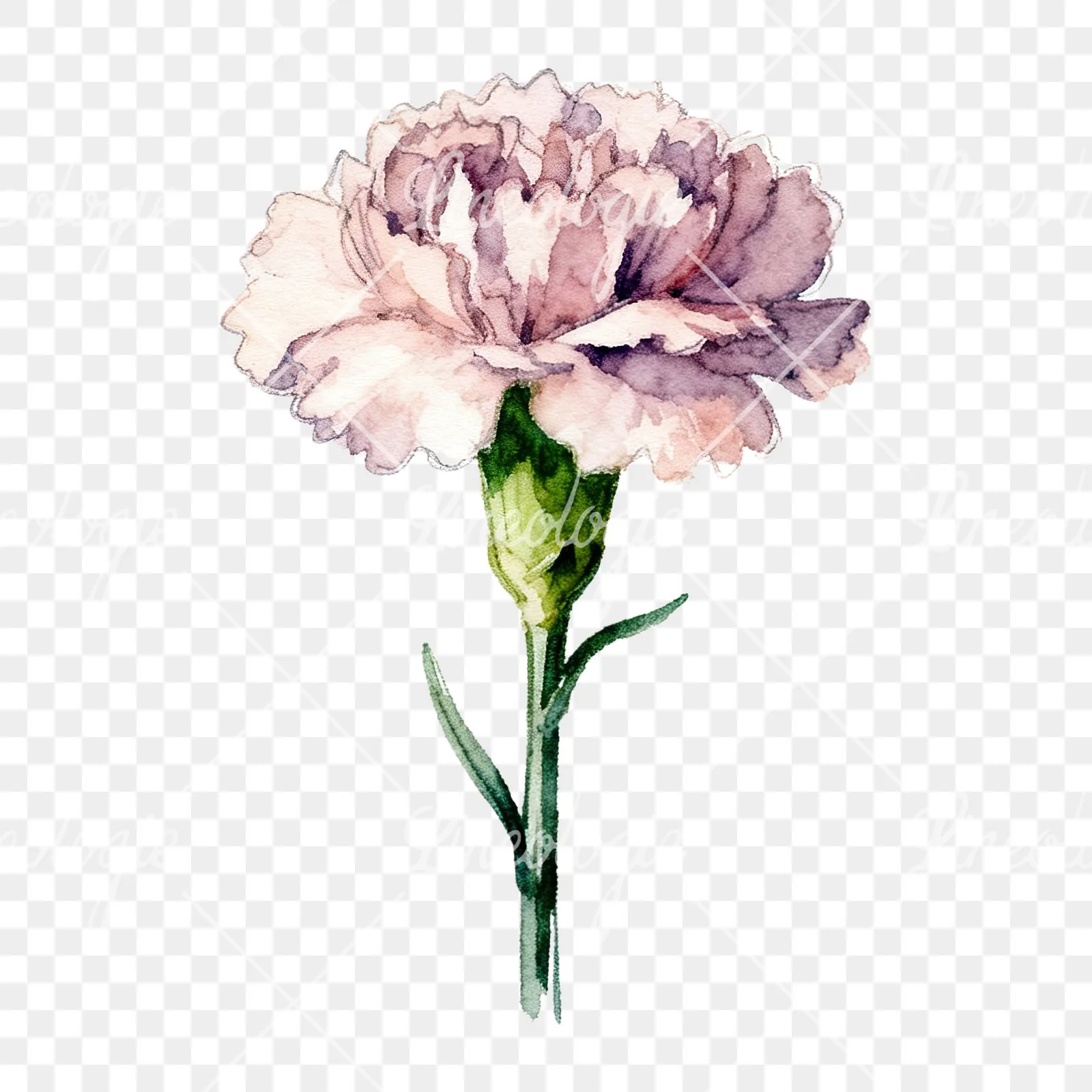 Watercolor purple and pink carnation flower clipart 6 of 9 on a transparent background (PNG)
