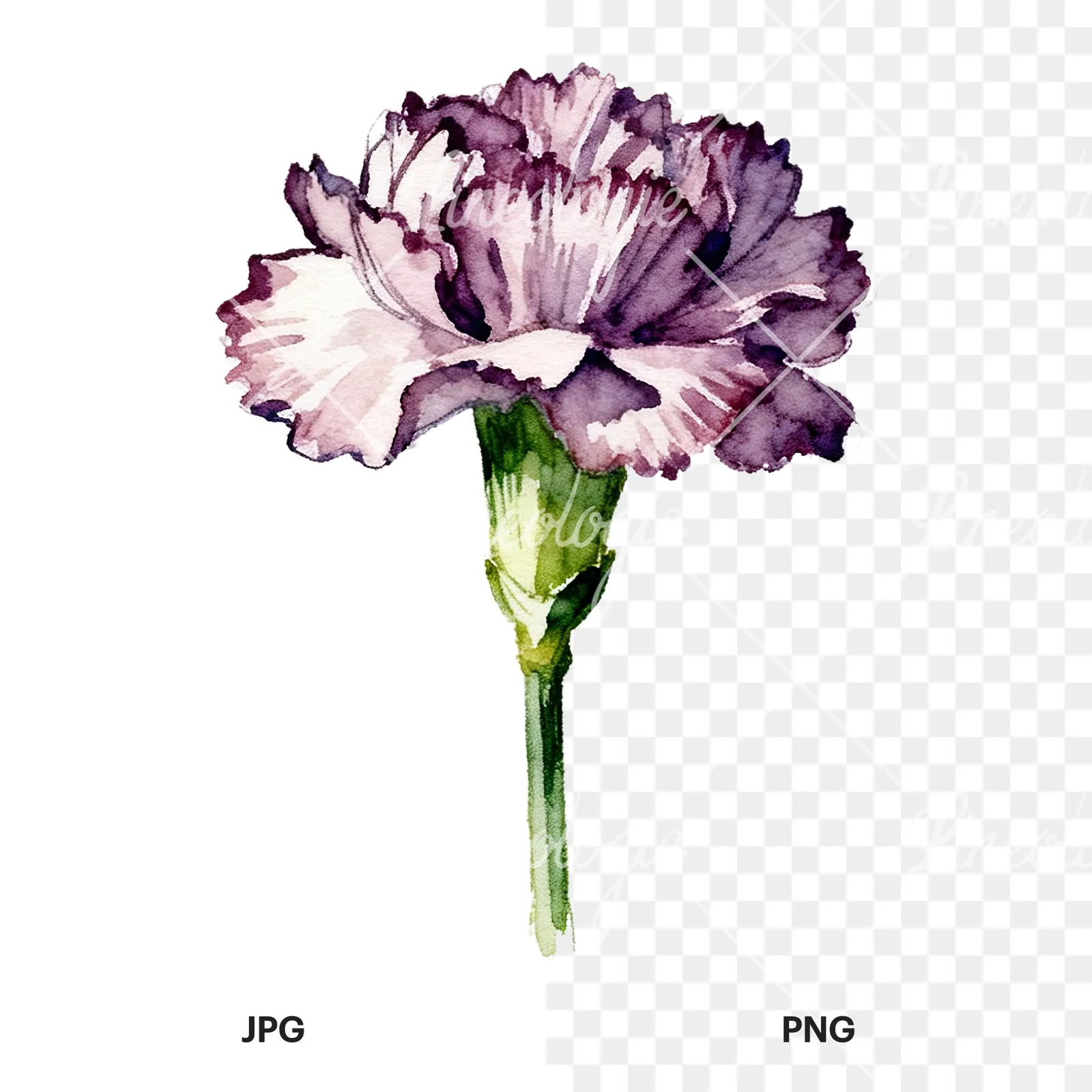 Watercolor purple and pink carnation flower clipart 7 of 9, as a JPG on white and a transparent PNG