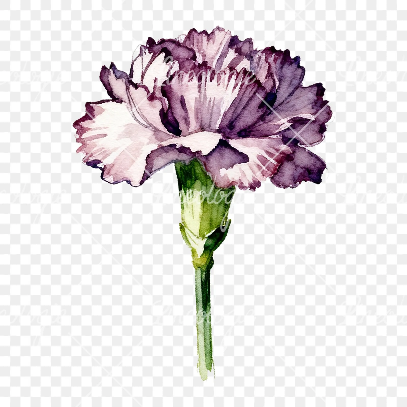 Watercolor purple and pink carnation flower clipart 7 of 9 on a transparent background (PNG)