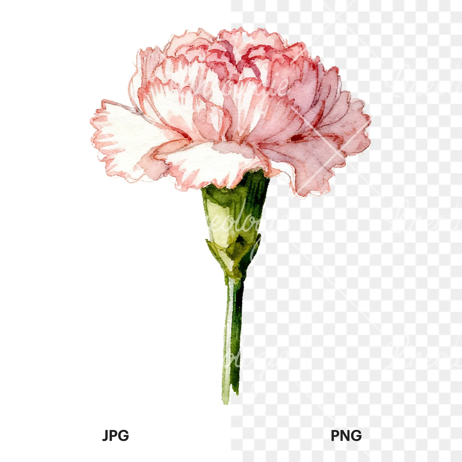 Watercolor purple and pink carnation flower clipart 8 of 9, as a JPG on white and a transparent PNG