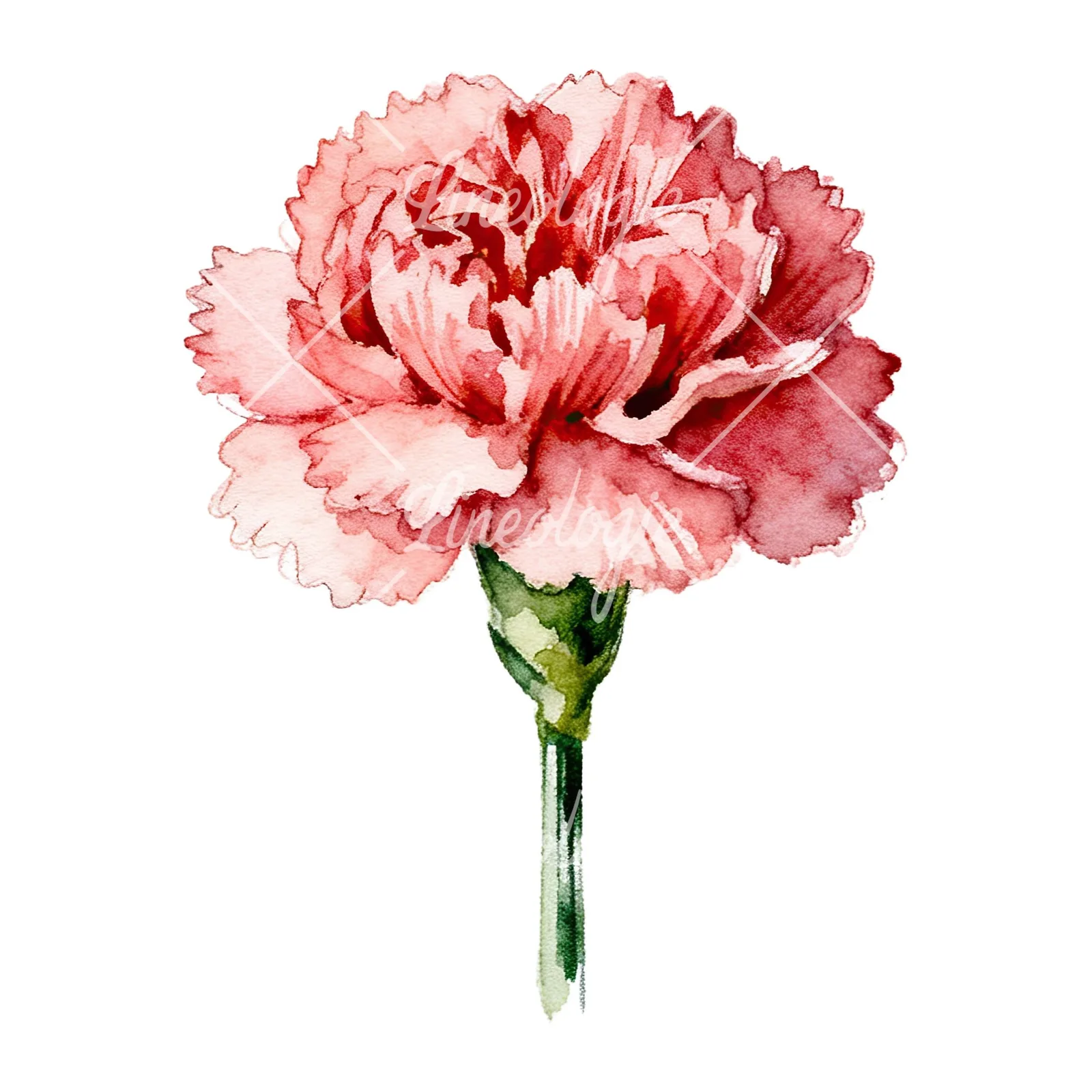 Watercolor purple and pink carnation flower clipart 9 of 9 on a white background (JPG)