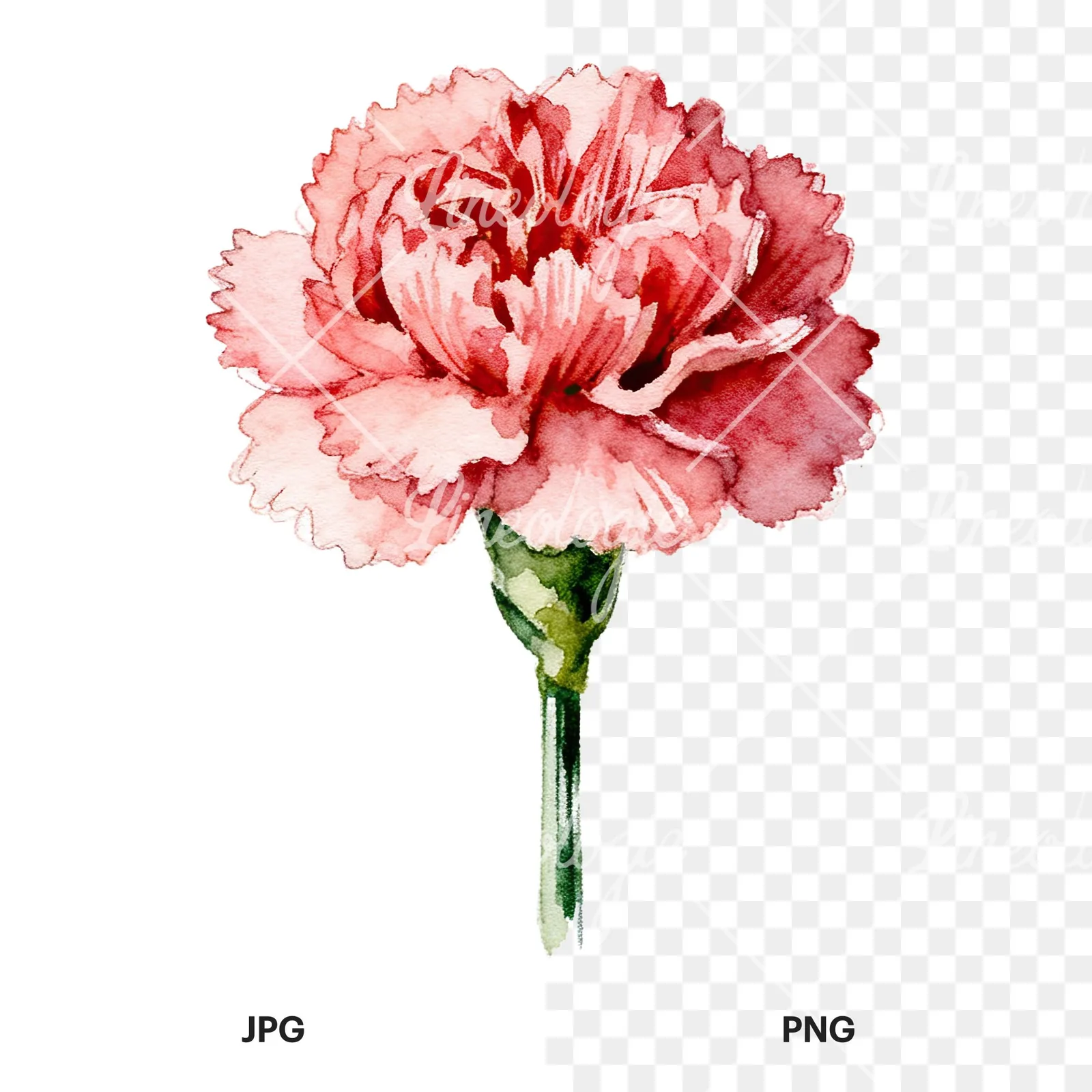 Watercolor purple and pink carnation flower clipart 9 of 9, as a JPG on white and a transparent PNG
